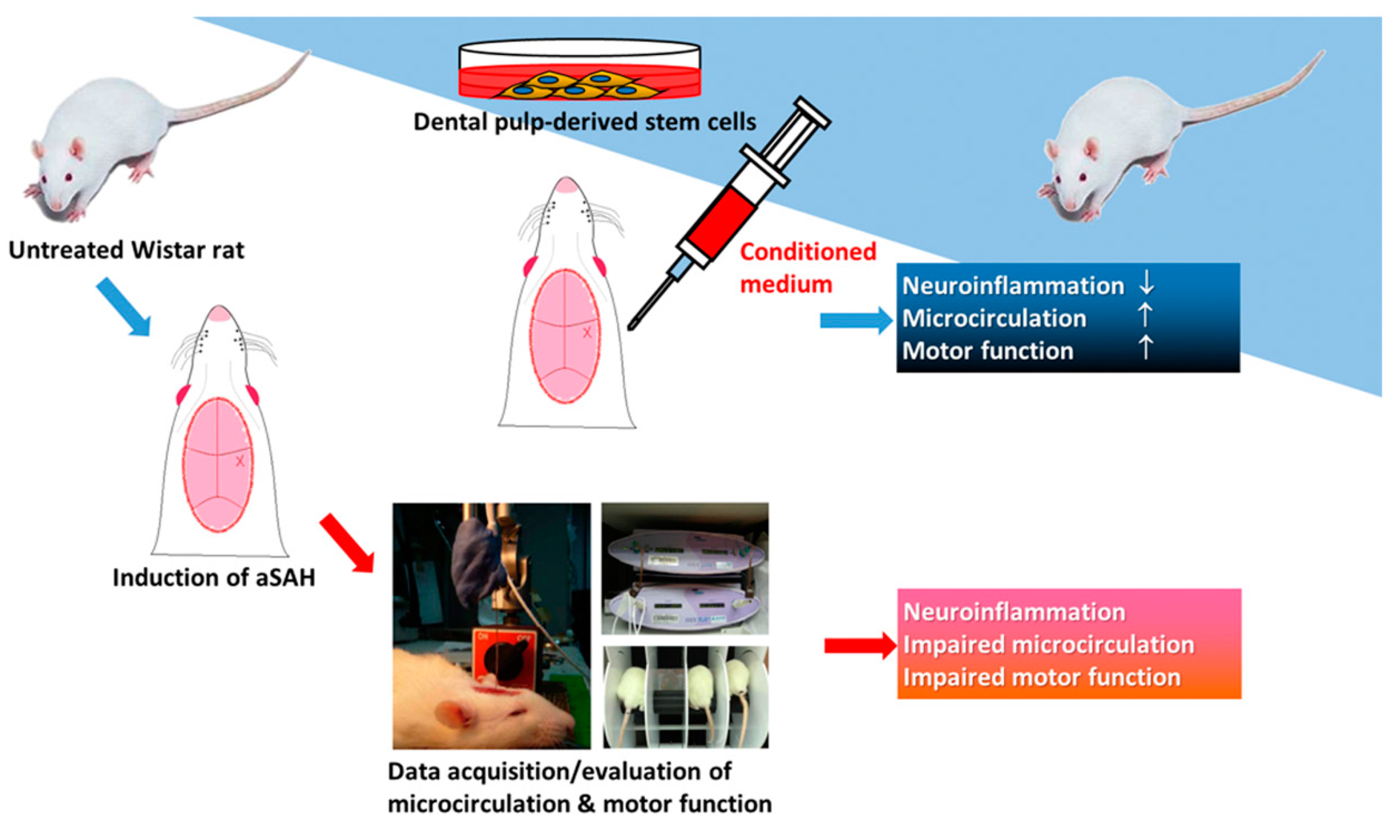 Ijms 20 03747 g008 Ijms 20 03747 g008