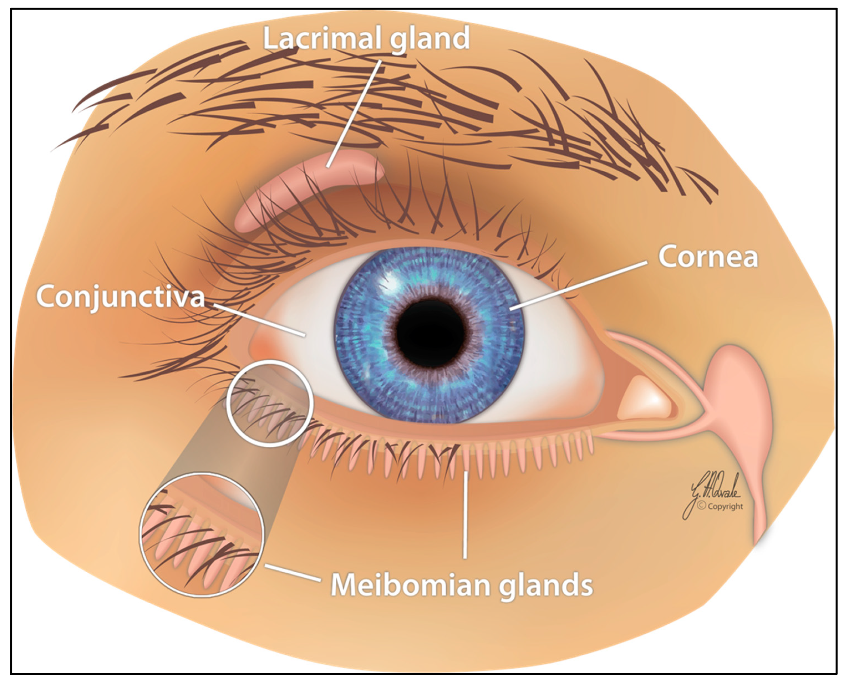 IJMS | Free Full-Text | Tear Metabolomics in Dry Eye Disease: A Review |  HTML