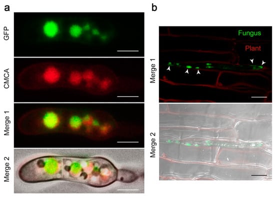 https://www.mdpi.com/ijms/ijms-20-03785/article_deploy/html/images/ijms-20-03785-g004-550.jpg