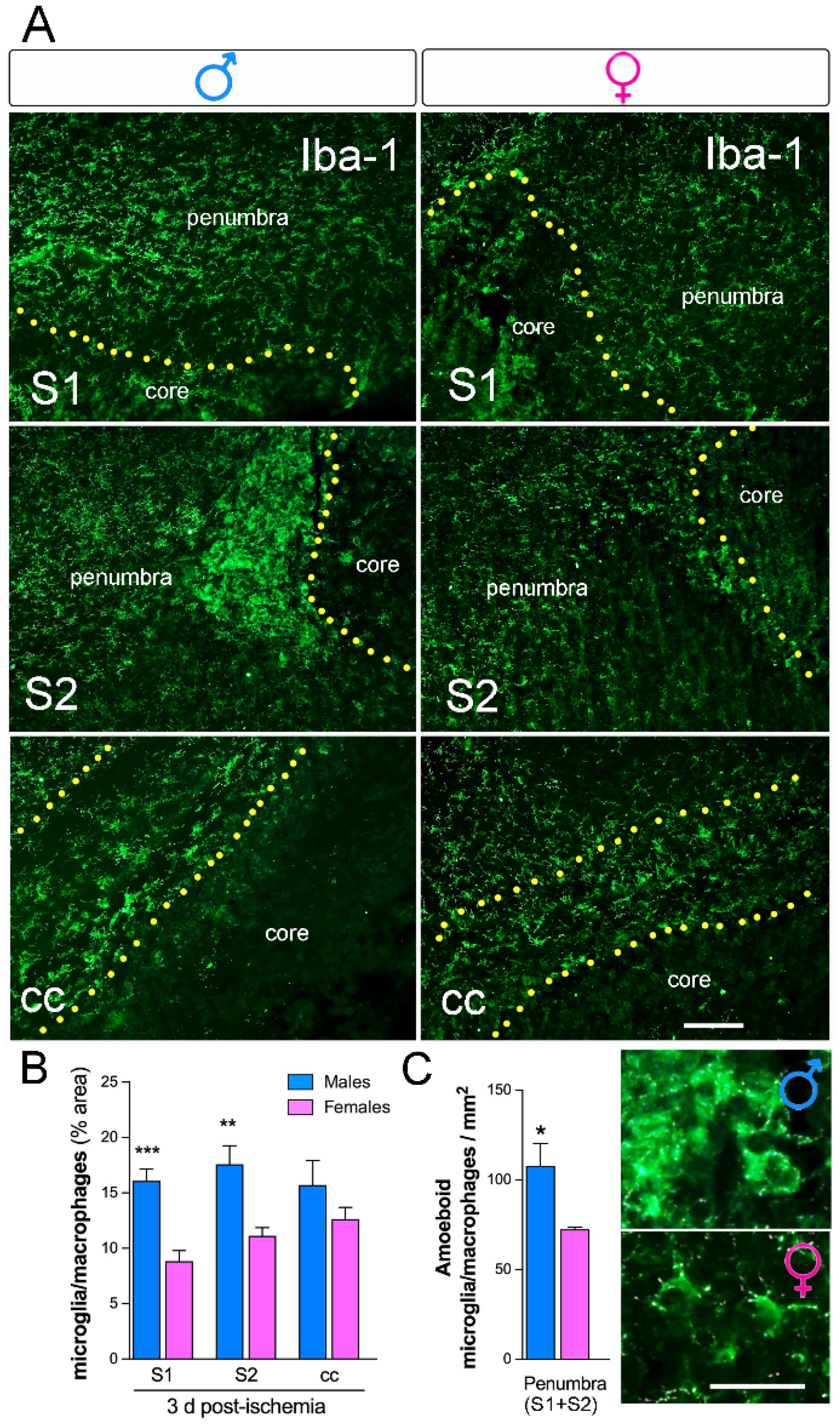 Ijms 20 03809 g005 Ijms 20 03809 g005