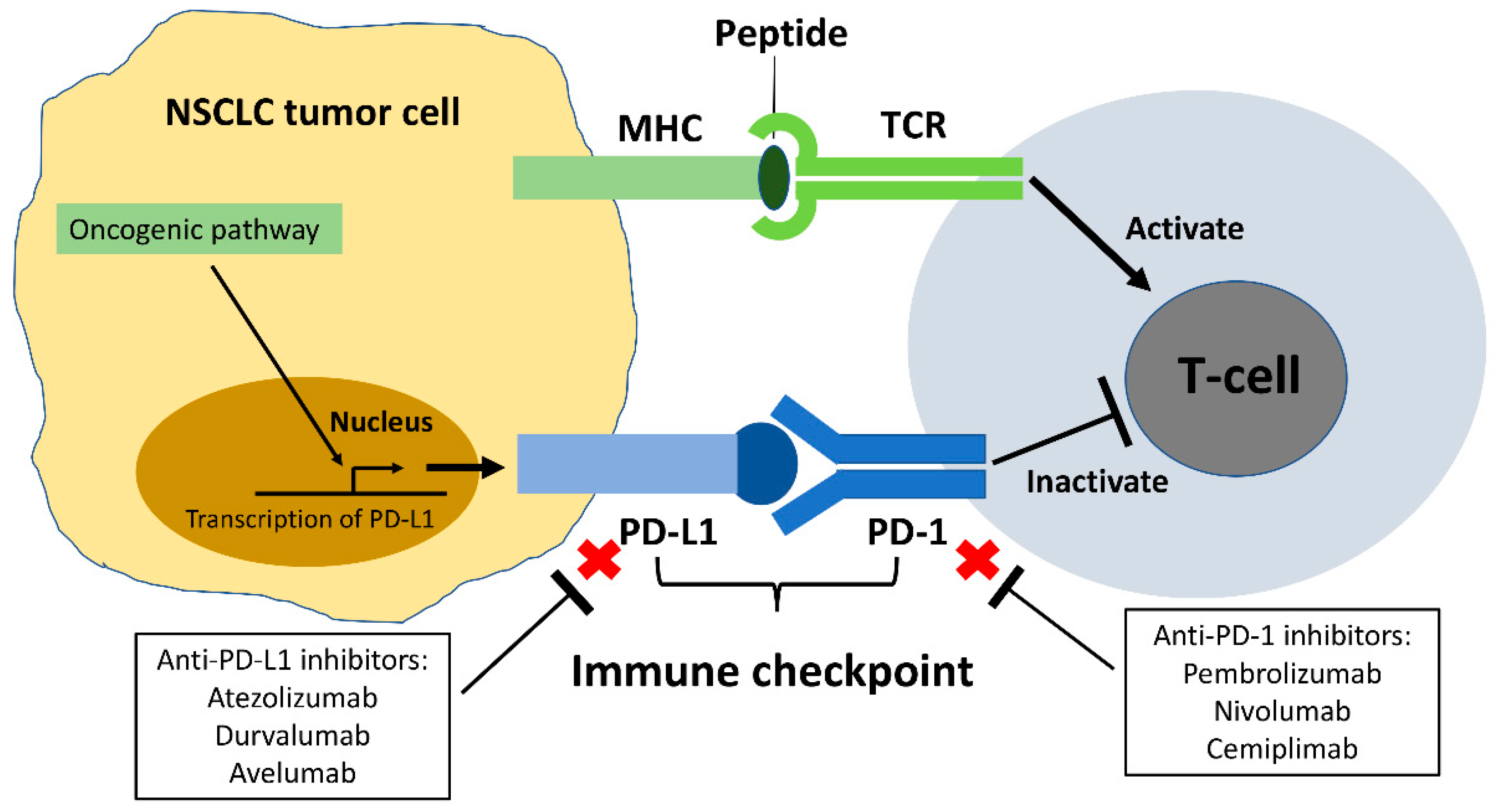 IJMS | Free Full-Text | Epidermal Growth Factor Receptor (EGFR) Pathway