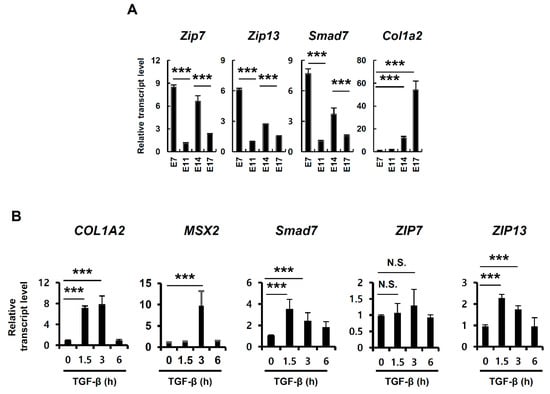 IJMS | Free Full-Text | Different Actions of Intracellular Zinc 