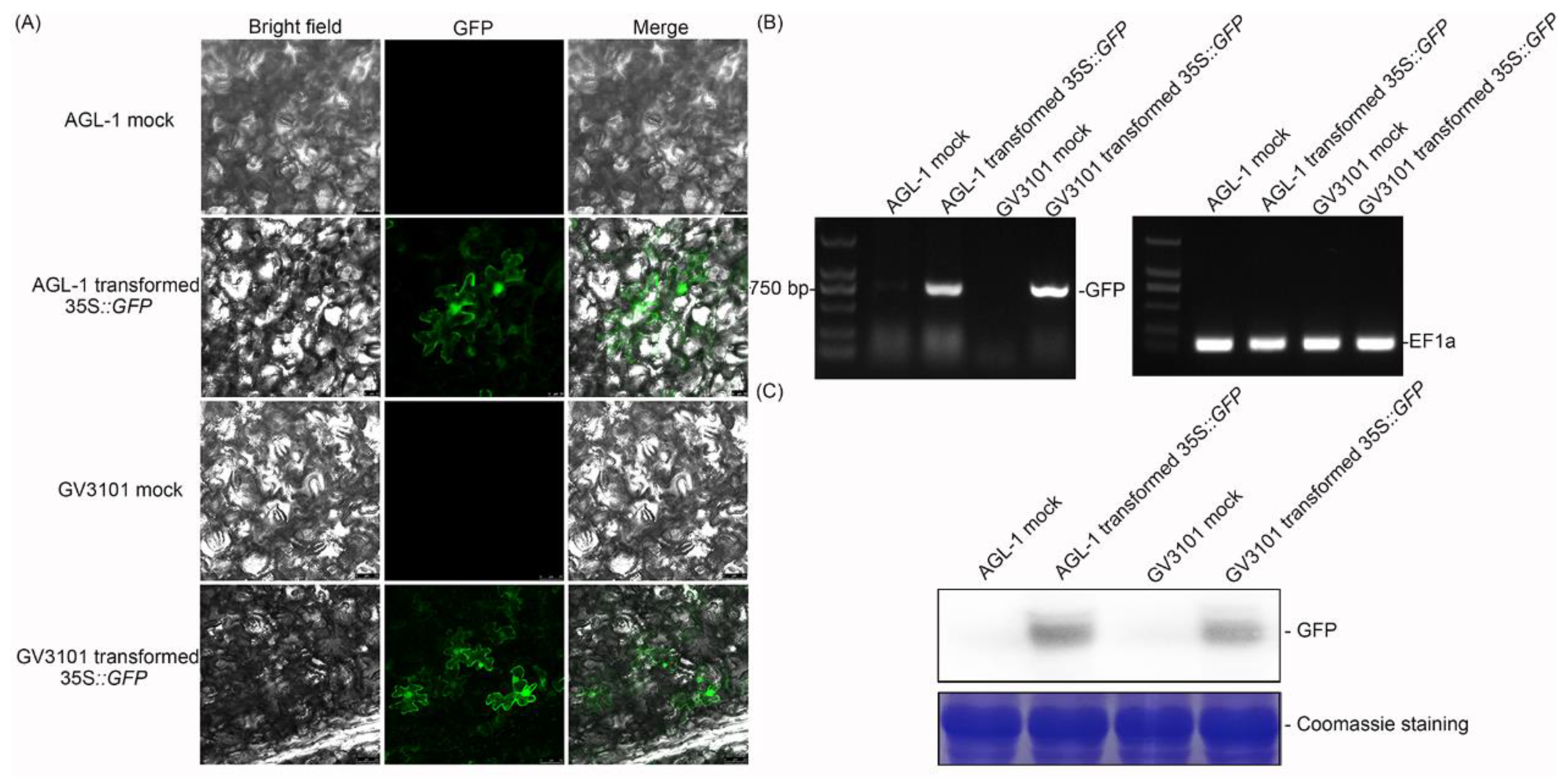 IJMS Free Full Text Agrobacterium Mediated Gene Transient