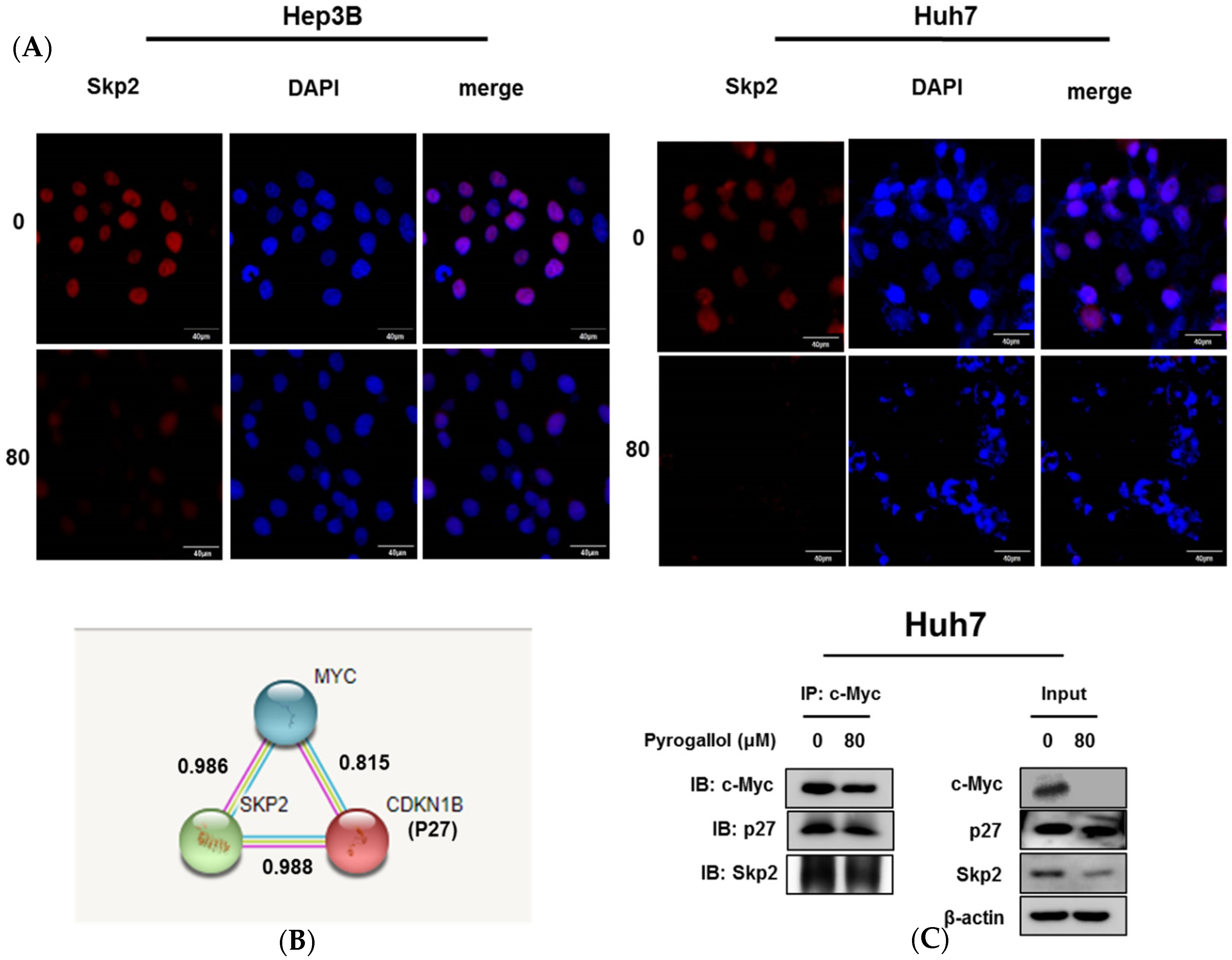 Ijms 20 03985 g005 Ijms 20 03985 g005