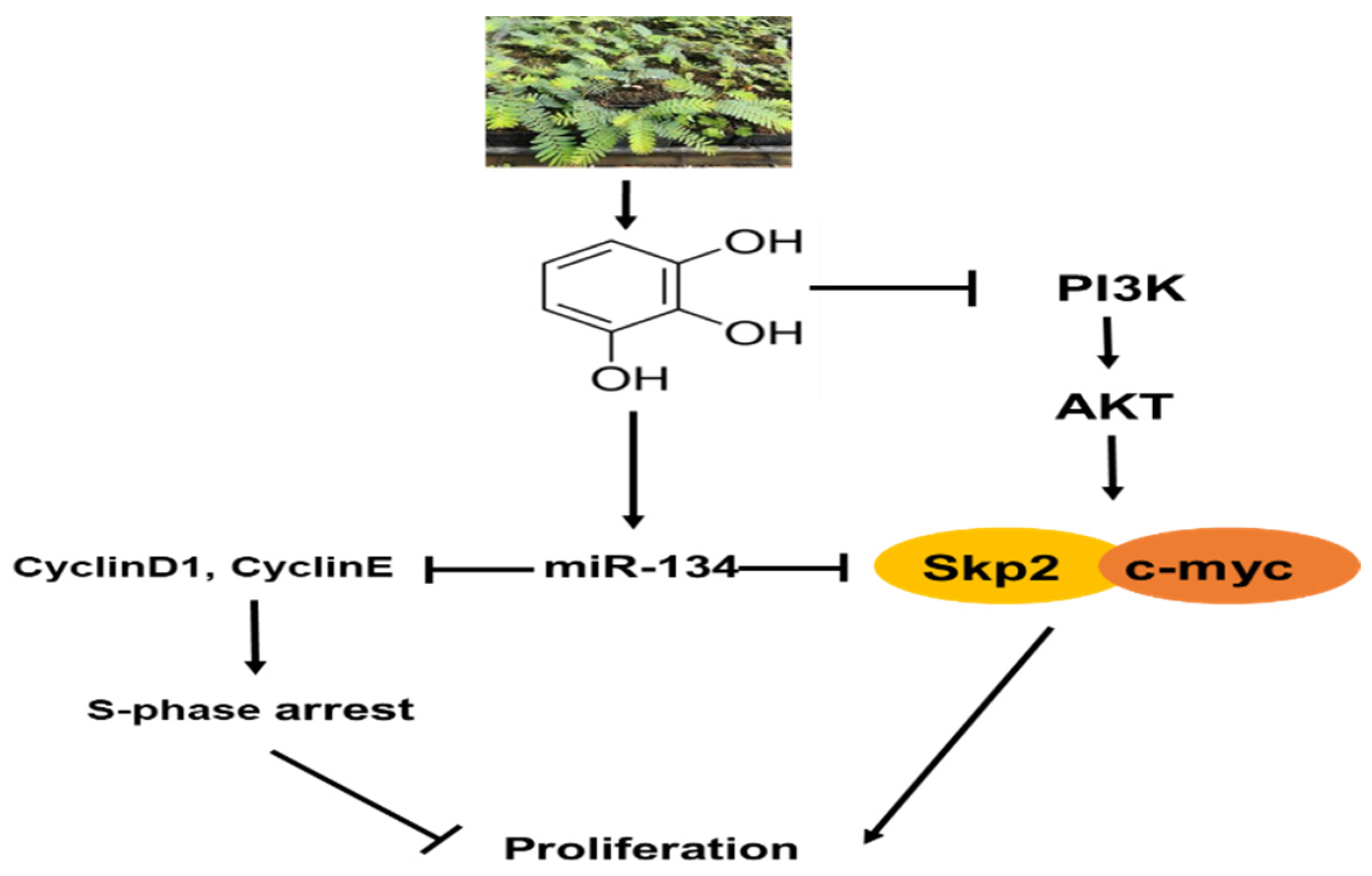 Ijms 20 03985 g007 Ijms 20 03985 g007