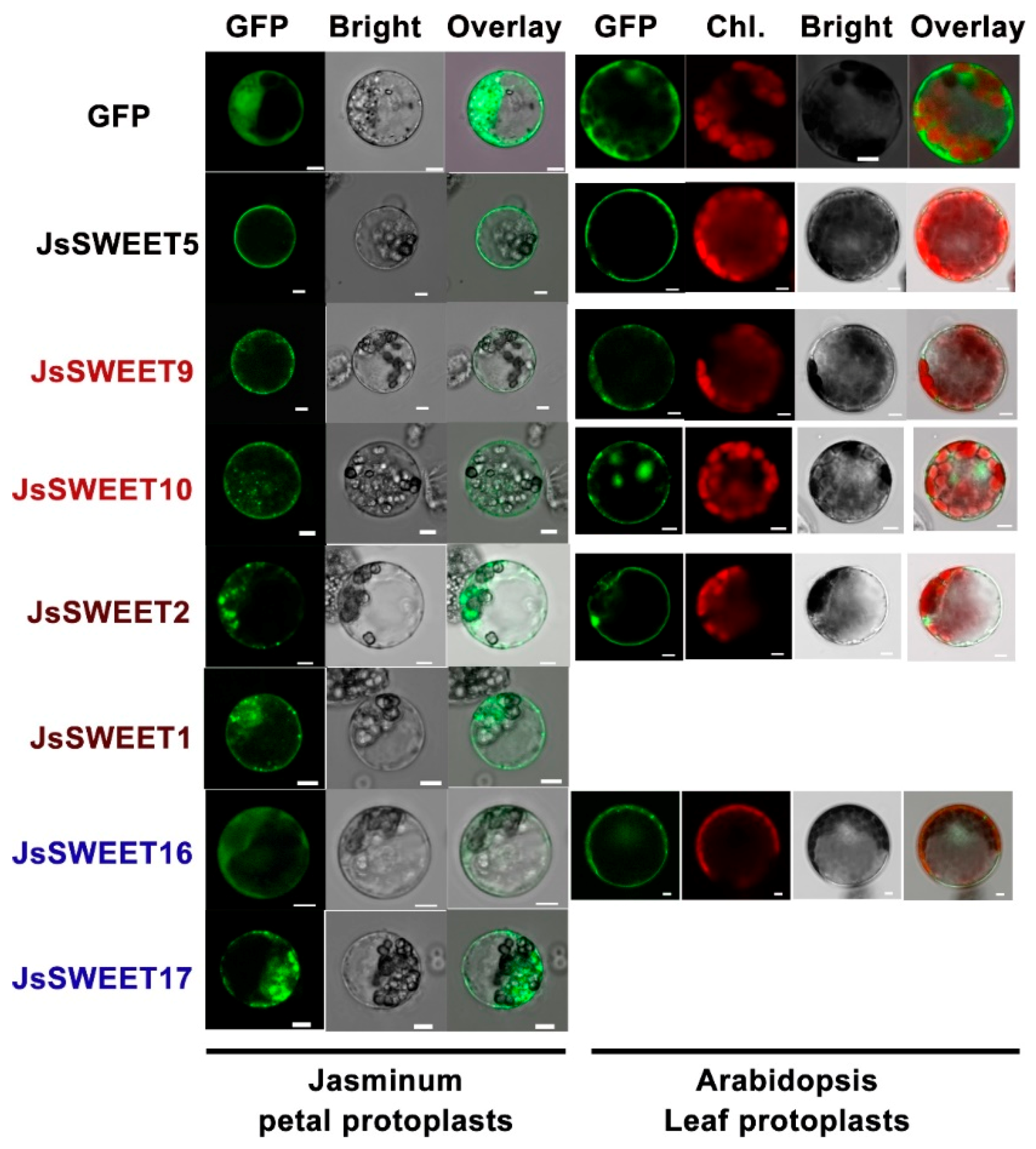 Ijms 20 04001 g004 Ijms 20 04001 g004