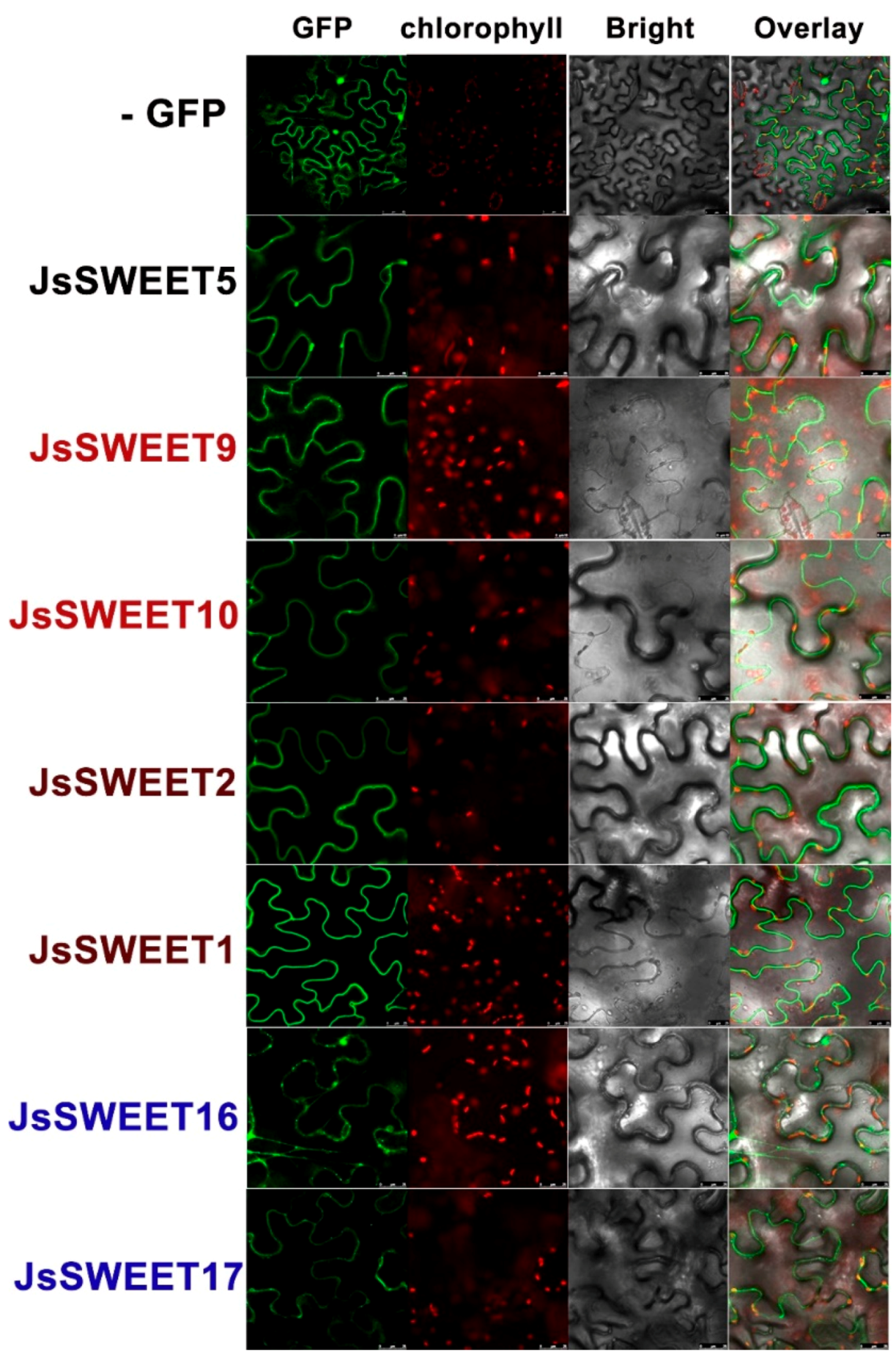 Ijms 20 04001 g005 Ijms 20 04001 g005