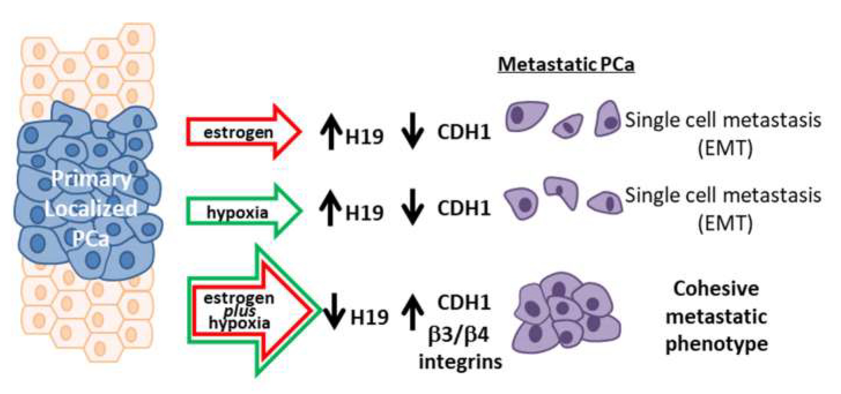Ijms 20 04012 g008 Ijms 20 04012 g008