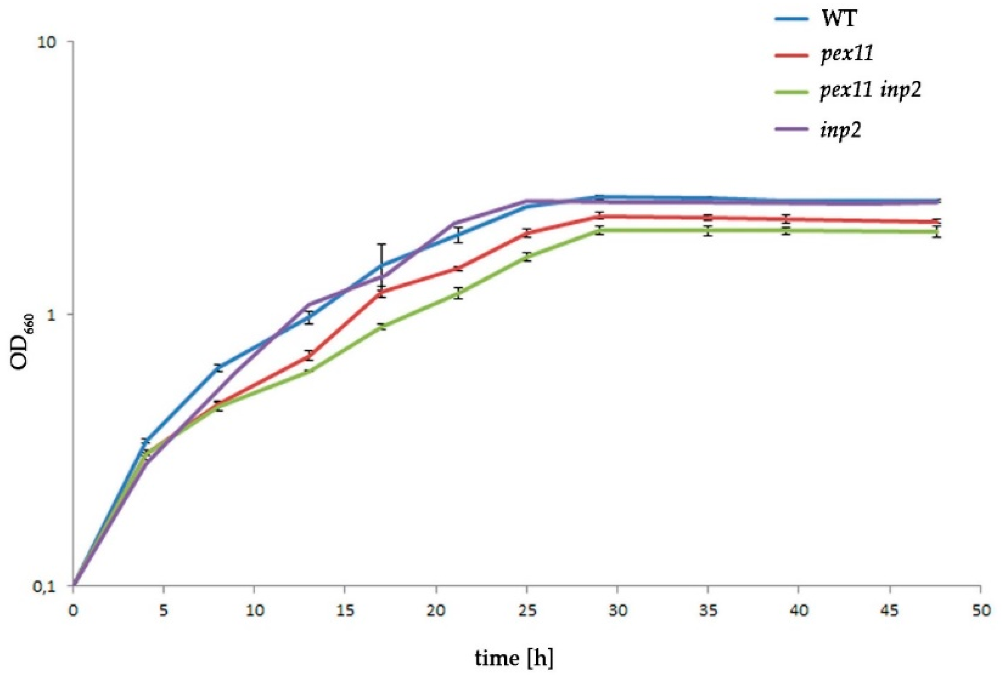 IJMS | Free Full-Text | Peroxisome Maintenance Depends on De Novo