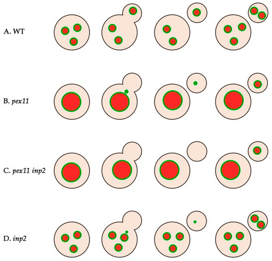 IJMS | Free Full-Text | Peroxisome Maintenance Depends on De Novo