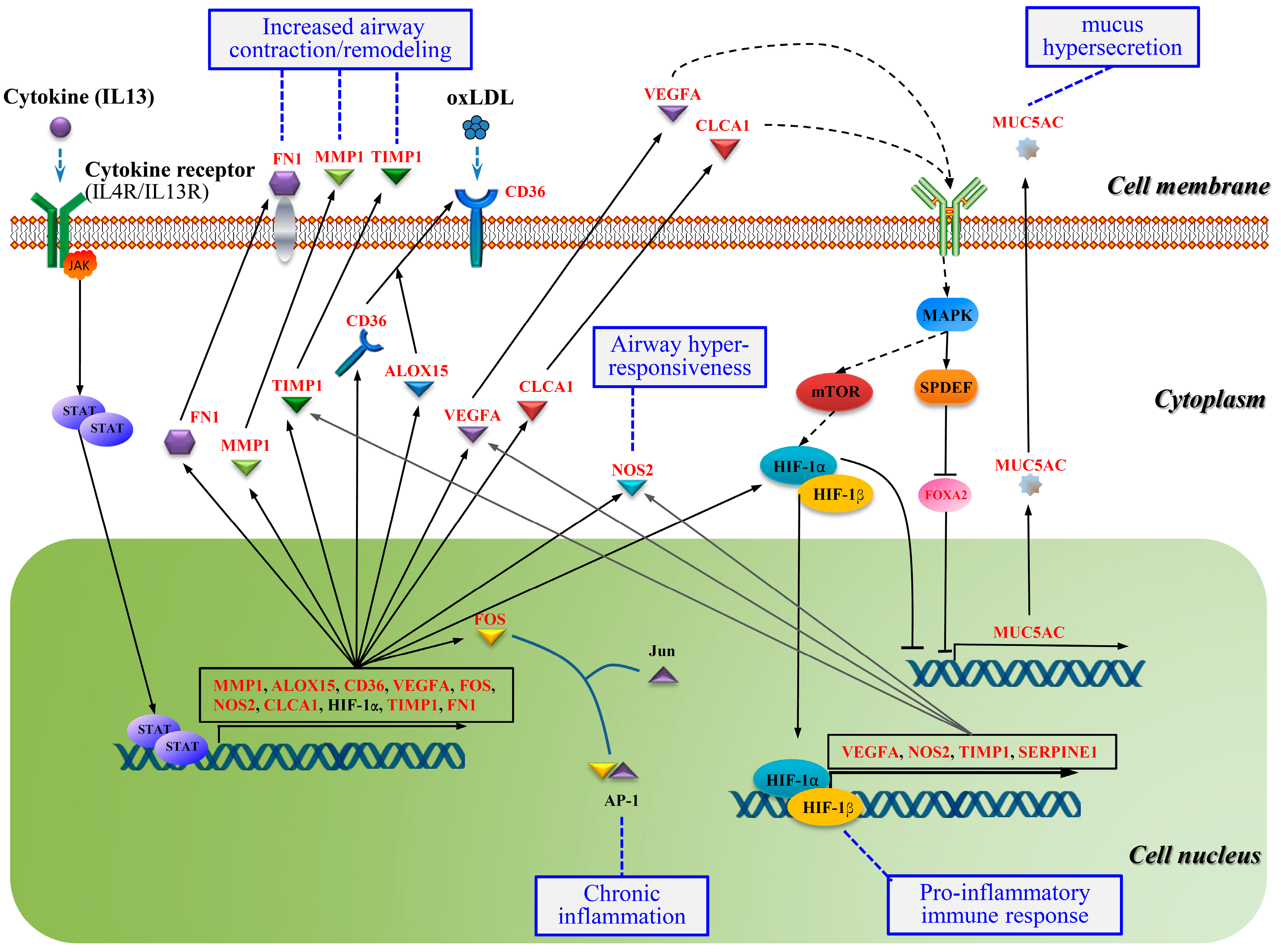 Ijms 20 04037 g007 Ijms 20 04037 g007