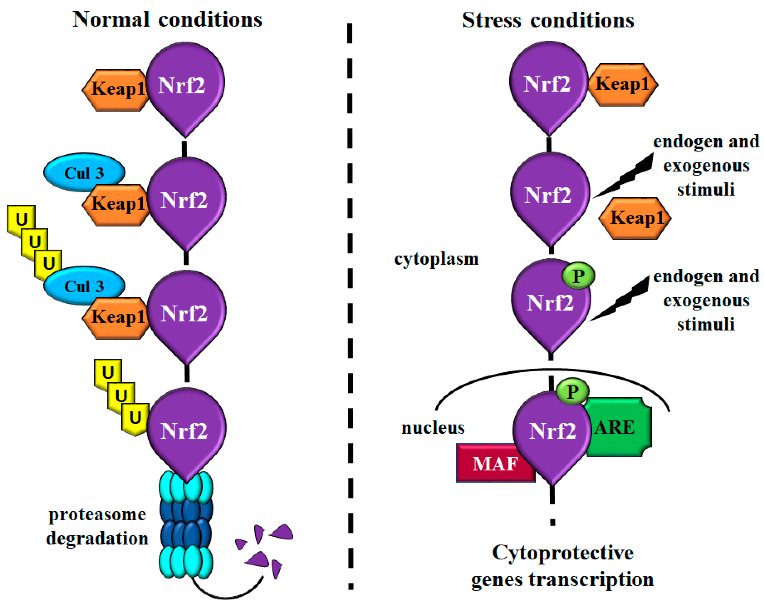 IJMS | Free Full-Text | Can Nrf2 Modulate the Development of 