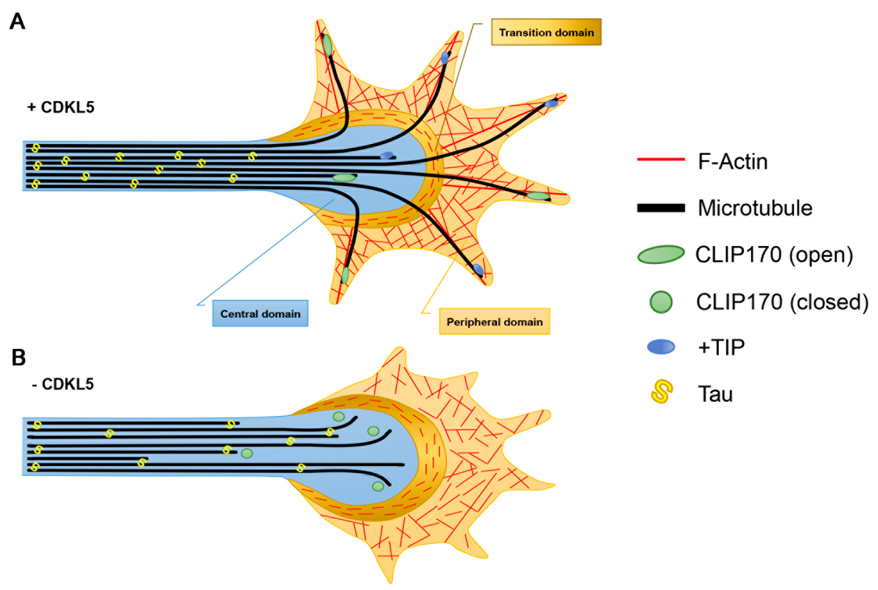 Ijms 20 04075 g002 Ijms 20 04075 g002