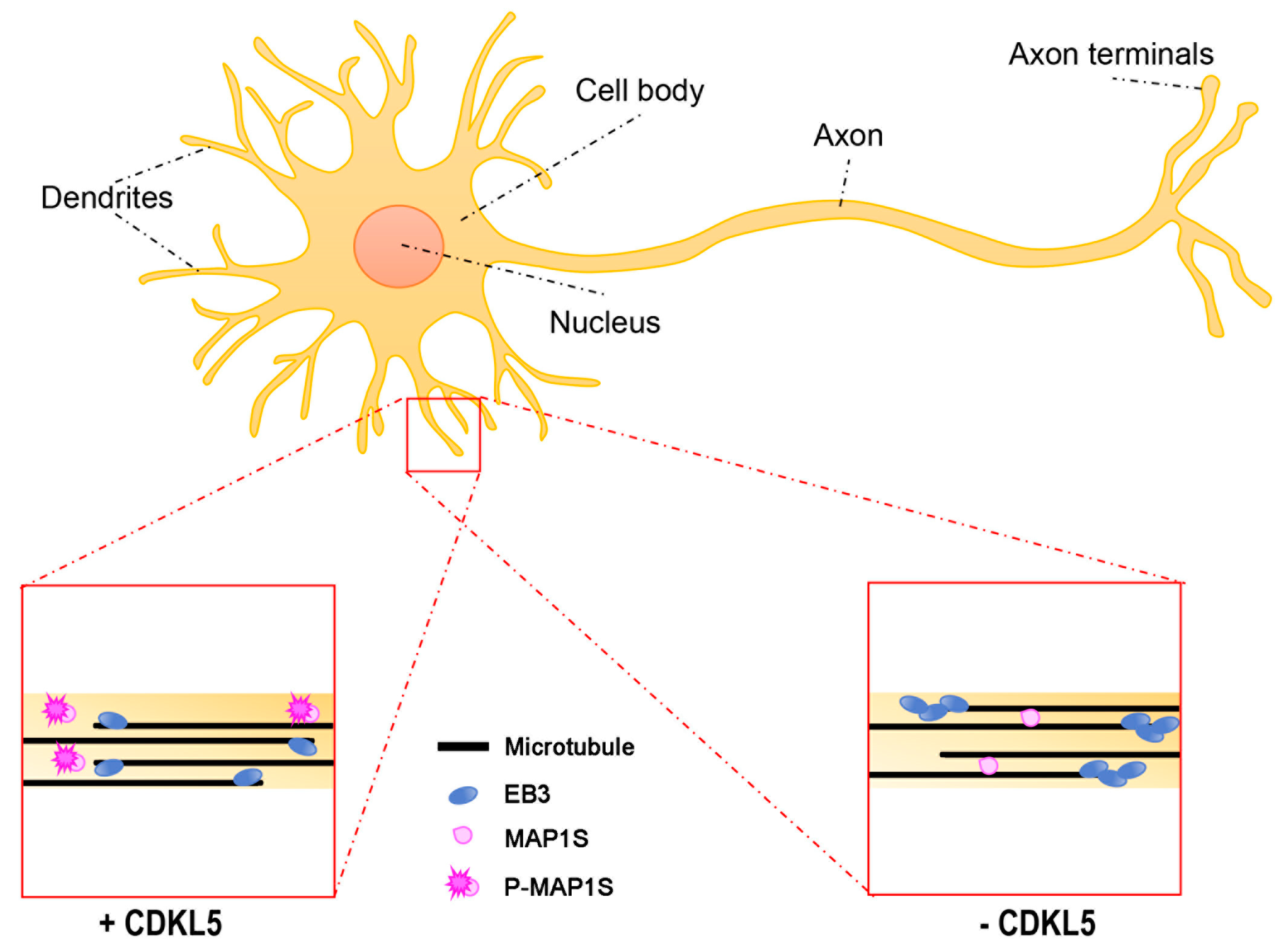 Ijms 20 04075 g003 Ijms 20 04075 g003