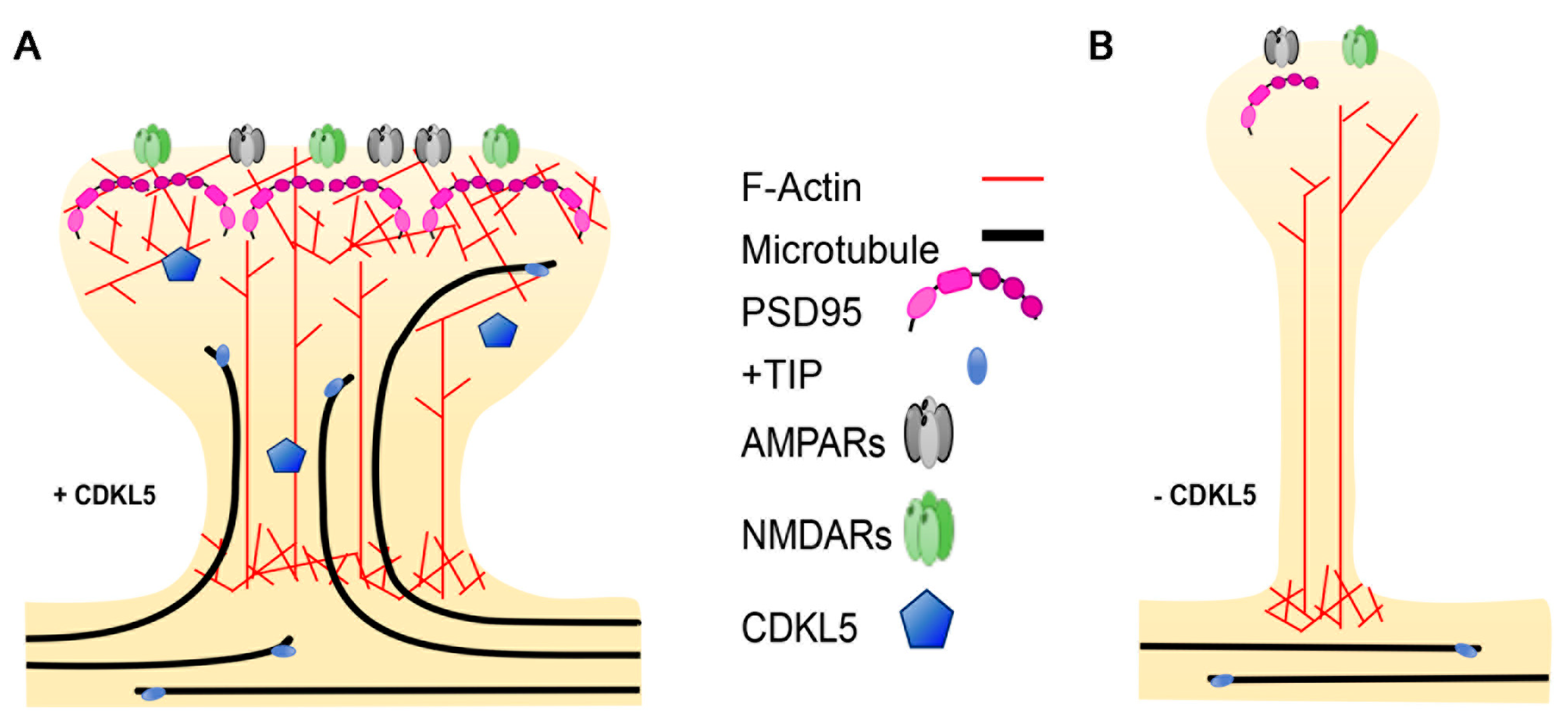 Ijms 20 04075 g004 Ijms 20 04075 g004