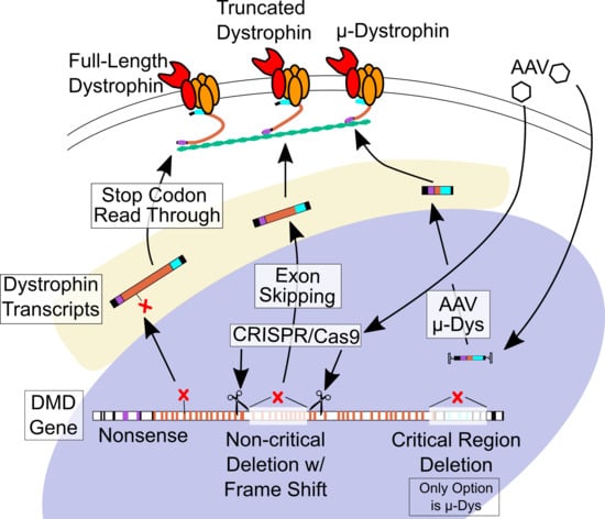 Ijms Free Full Text Cardiac Pathophysiology And The Future Of Cardiac Therapies In Duchenne Muscular Dystrophy Html