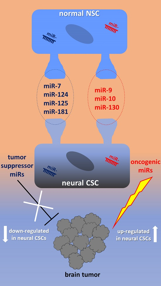 Ijms Free Full Text Microrna Signature In Human Normal And Tumoral Neural Stem Cells Html