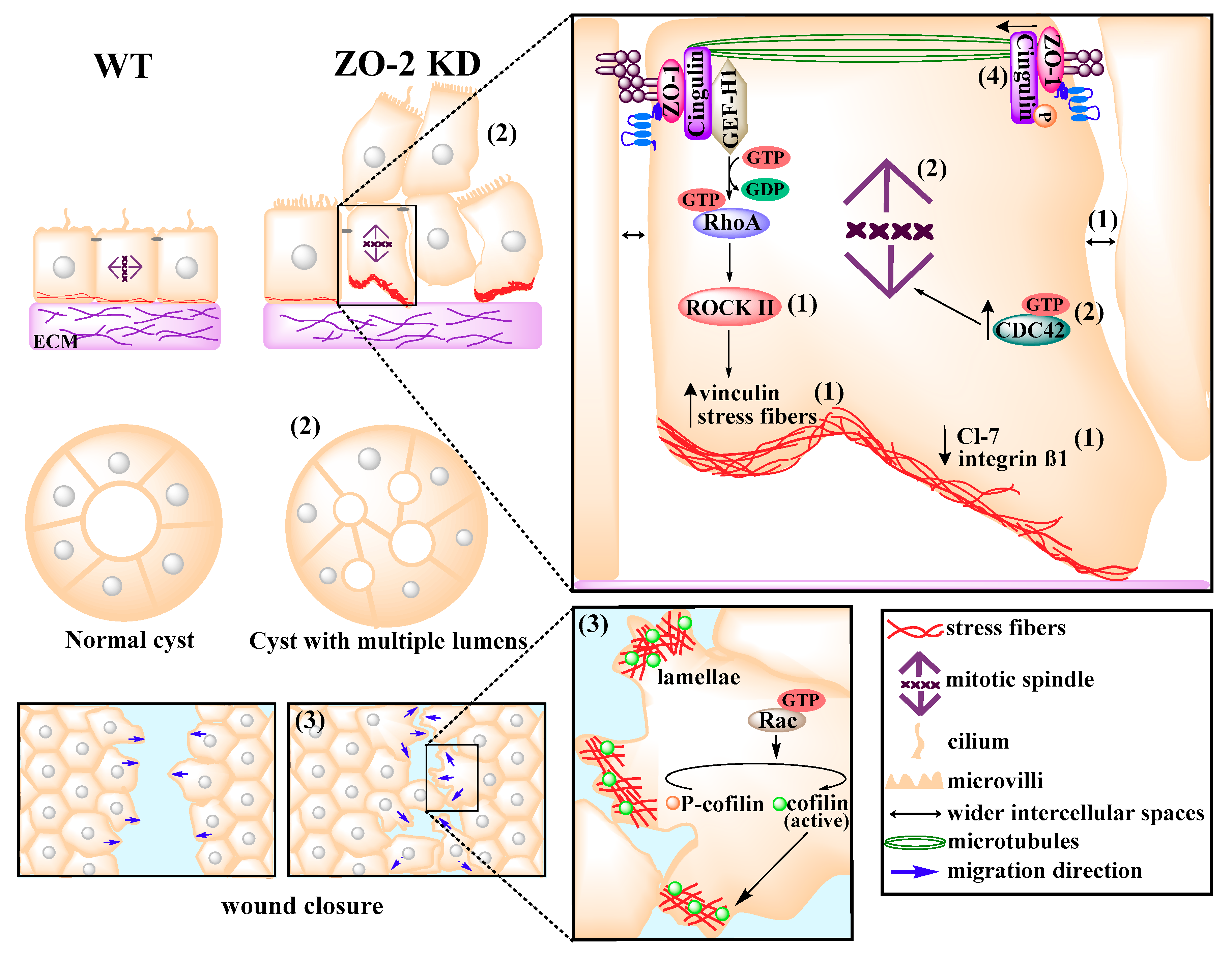 IJMS | Free Full-Text | ZO-2 Is a Master Regulator of Gene Expression, Cell  Proliferation, Cytoarchitecture, and Cell Size