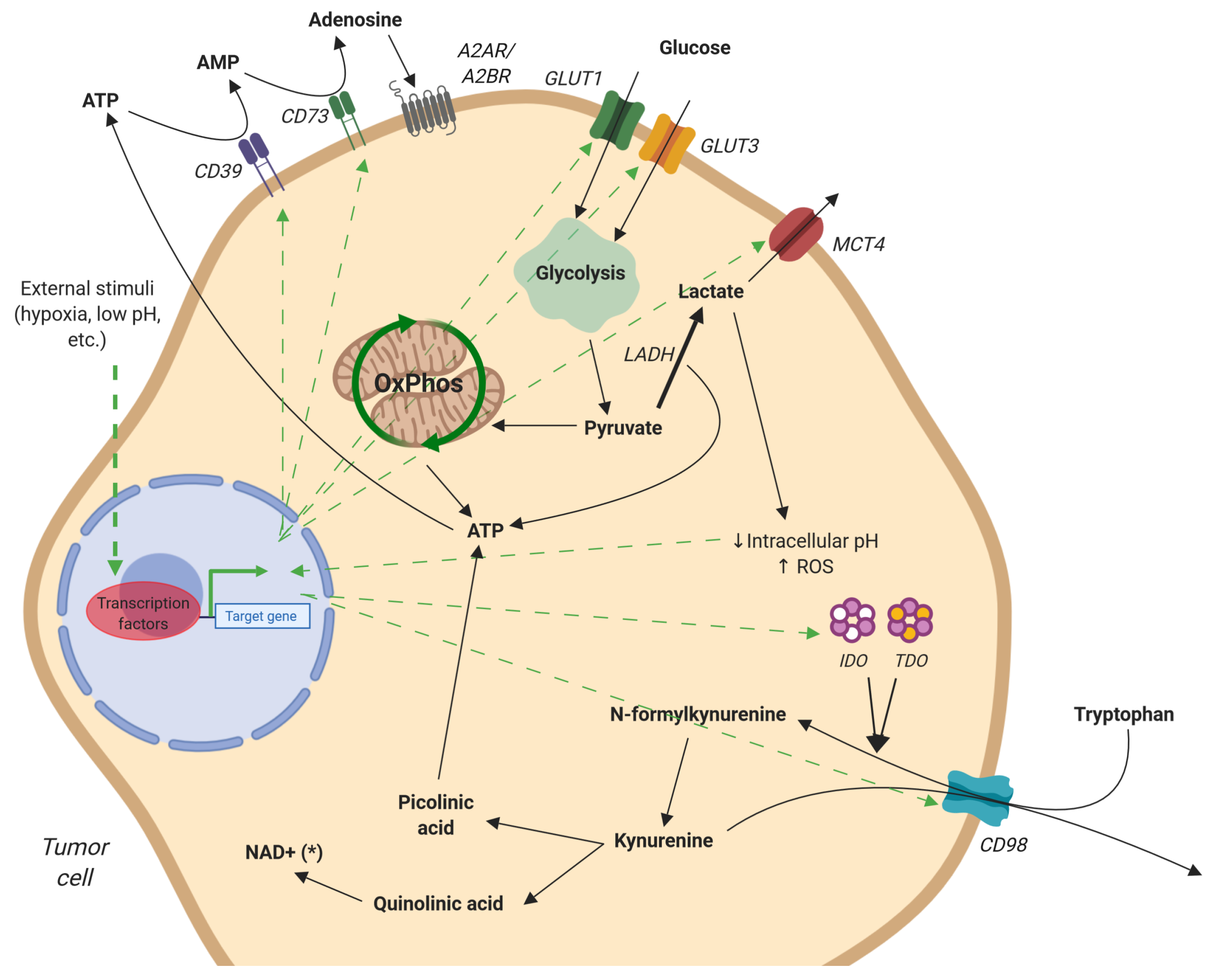 Ijms Free Full Text Hepatic Tumor Microenvironments And Effects On Nk Cell Phenotype And Function Html