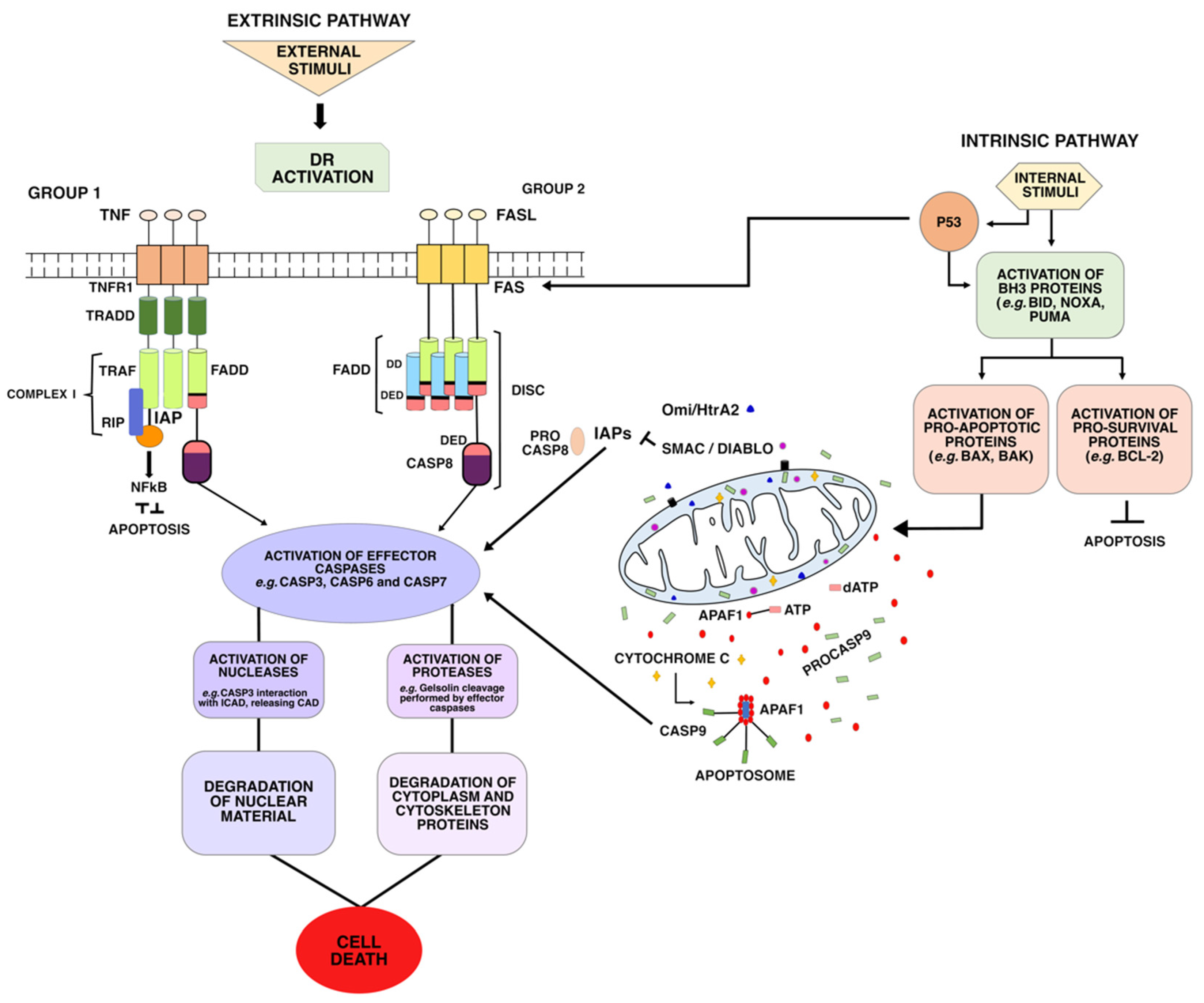 IJMS | Free Full-Text | A Cell's Fate: An Overview of the Molecular Biology  and Genetics of Apoptosis