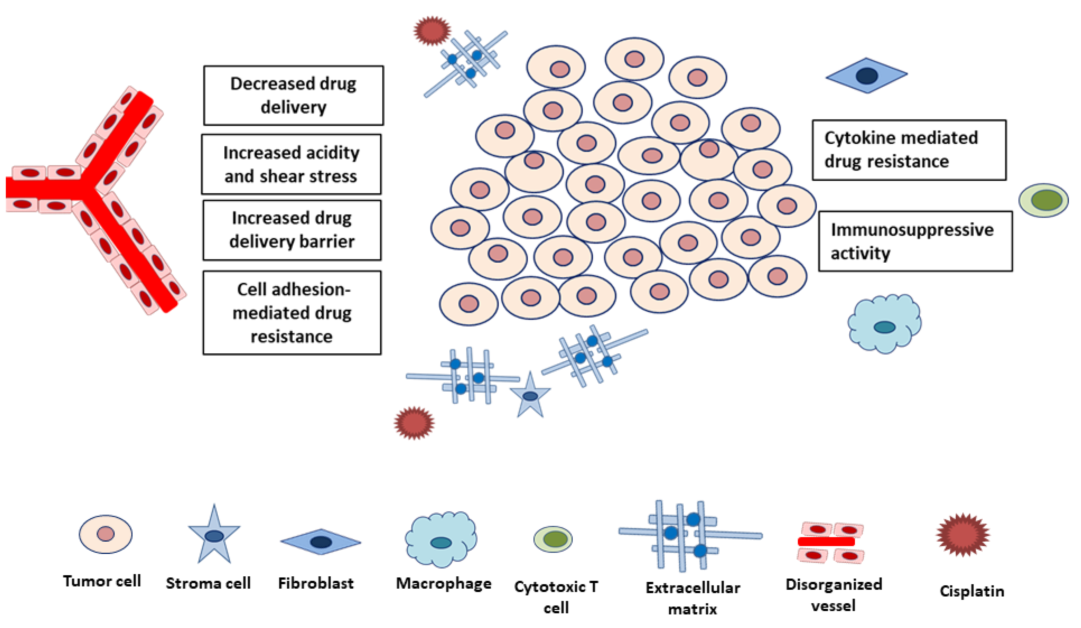 IJMS | Free Full-Text | New Insights into Mechanisms of Cisplatin ...