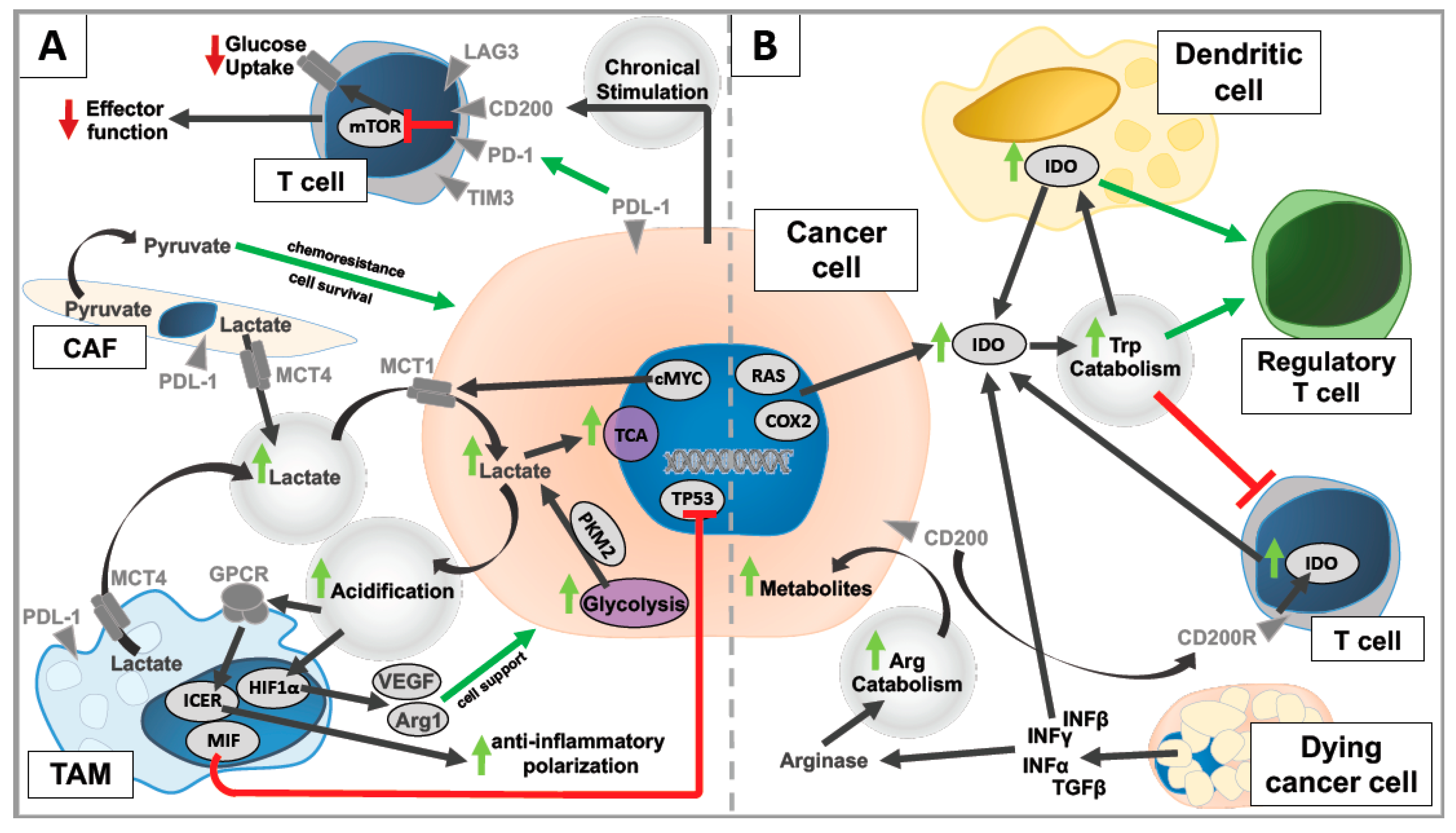 Ijms Free Full Text Tumor Metabolism As A Regulator Of Tumorhost Interactions In The B Cell