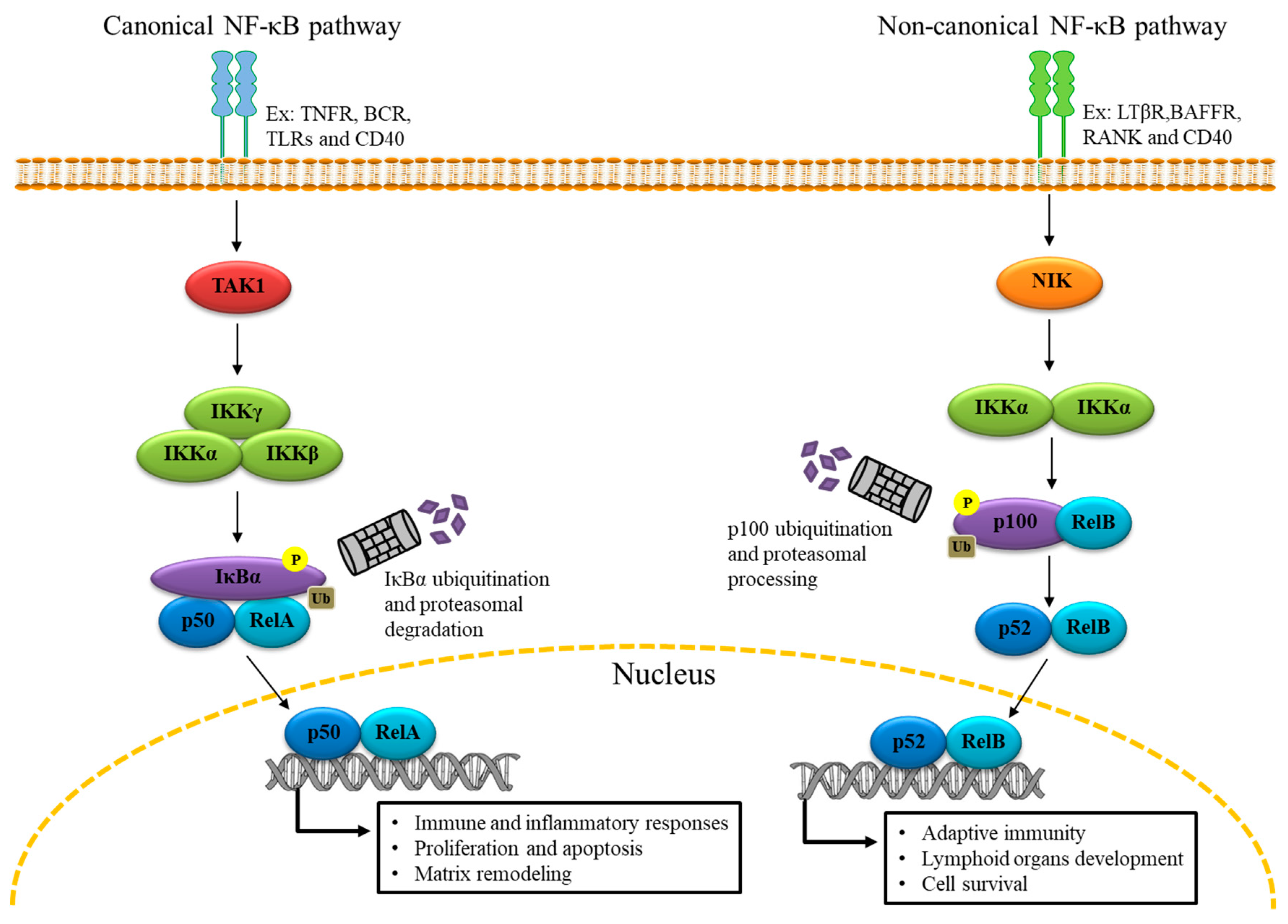 IJMS | Free Full-Text | Role of NF-κB in Platelet Function | HTML