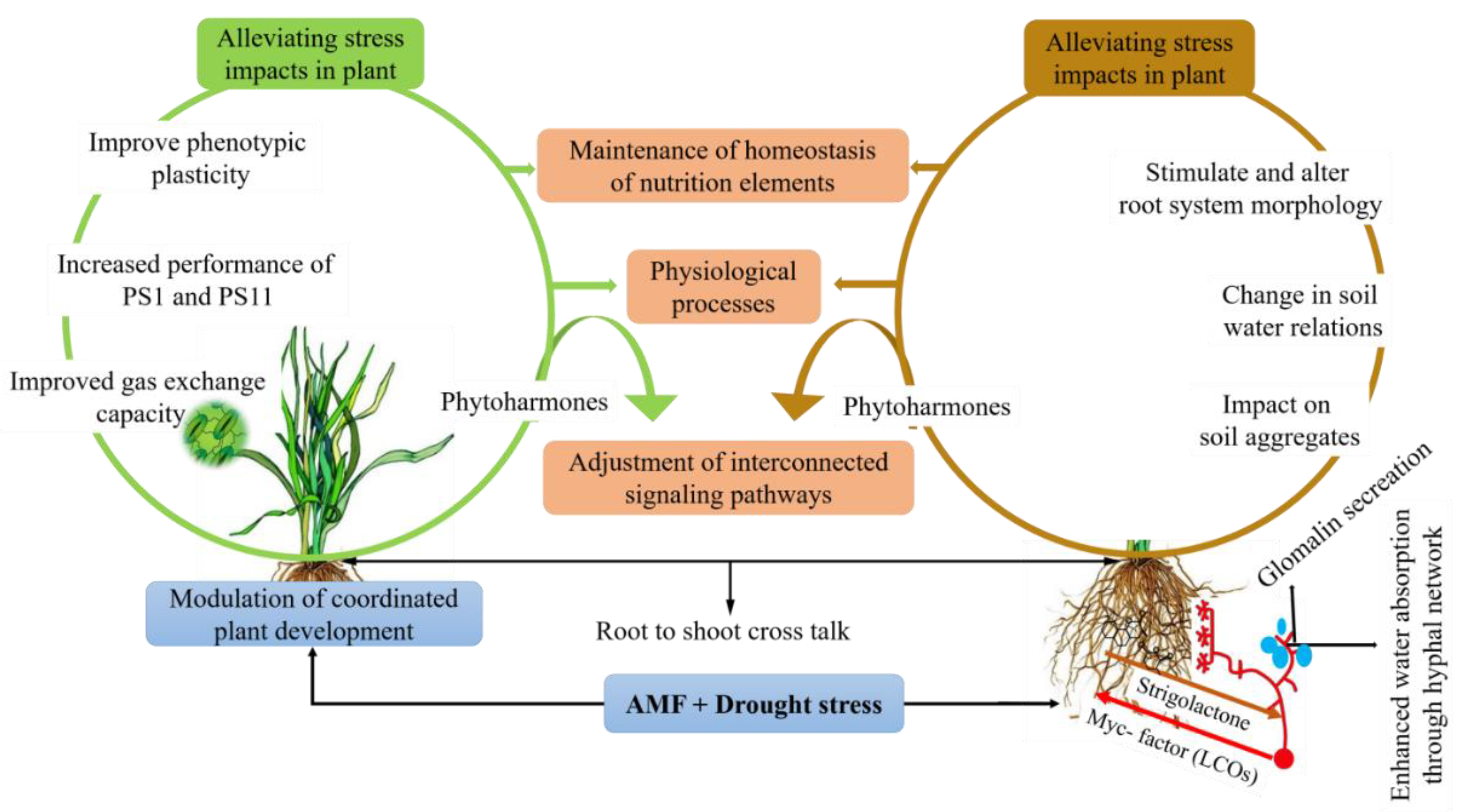 How Do Mycorrhizae Enhance Plant Nutrition Nutrition Pics