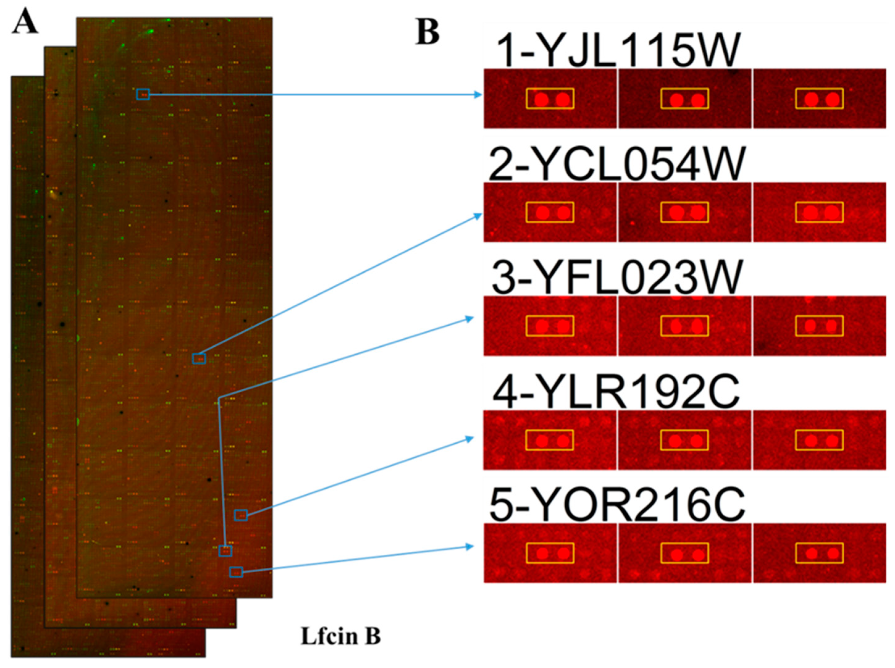 Ijms 20 04218 g002a Ijms 20 04218 g002a