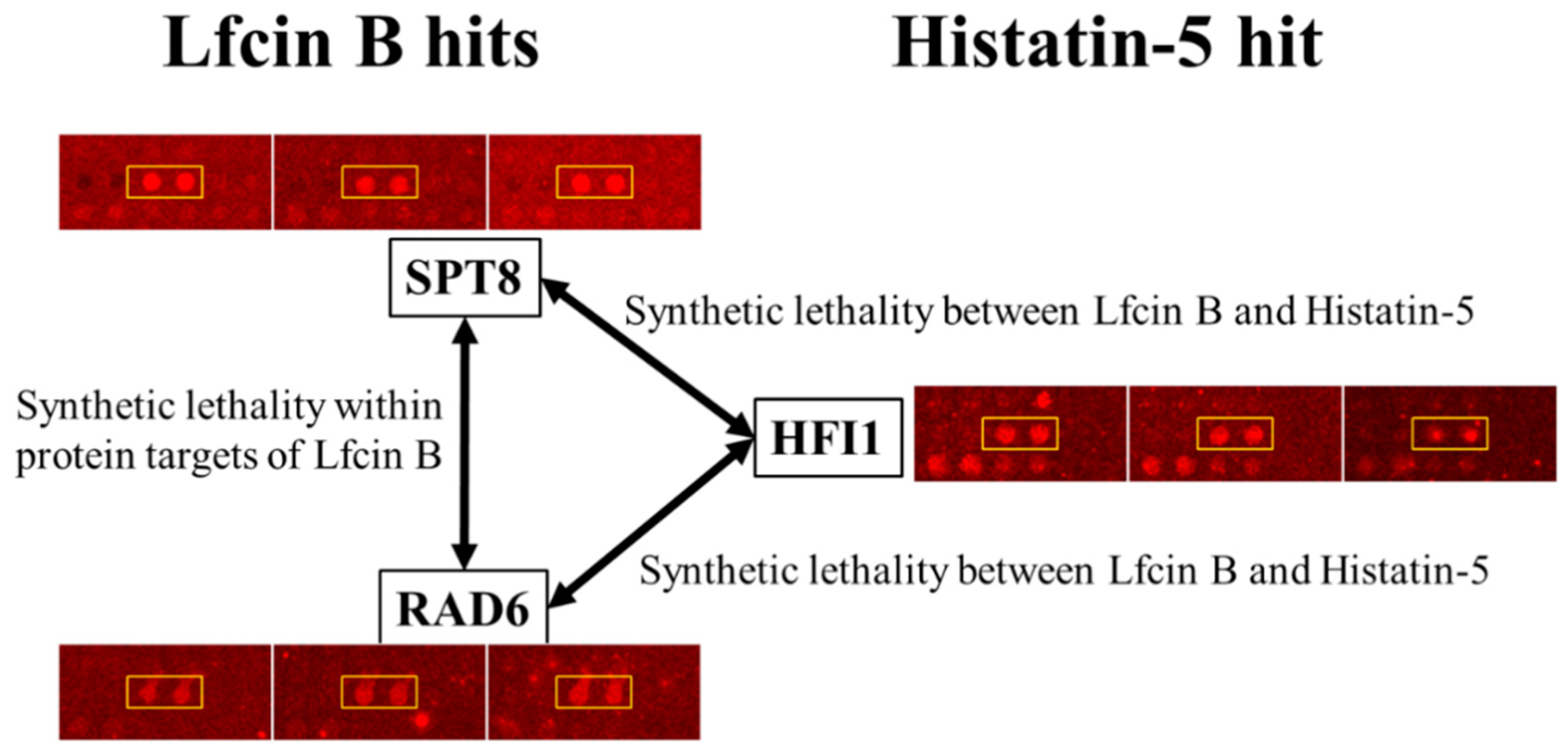 Ijms 20 04218 g007 Ijms 20 04218 g007