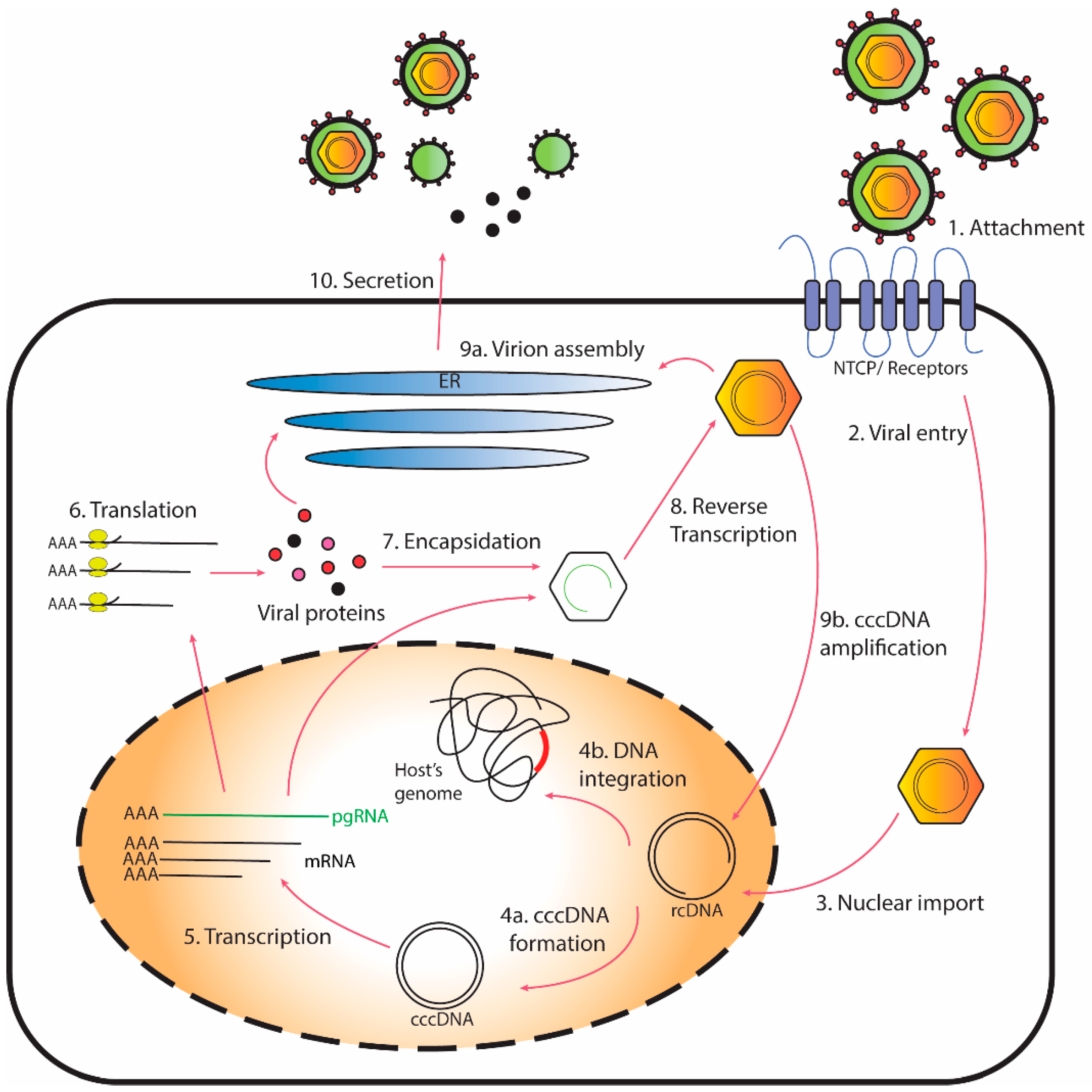 IJMS | Free Full-Text | Mapping the Interactions of HBV cccDNA with Host  Factors