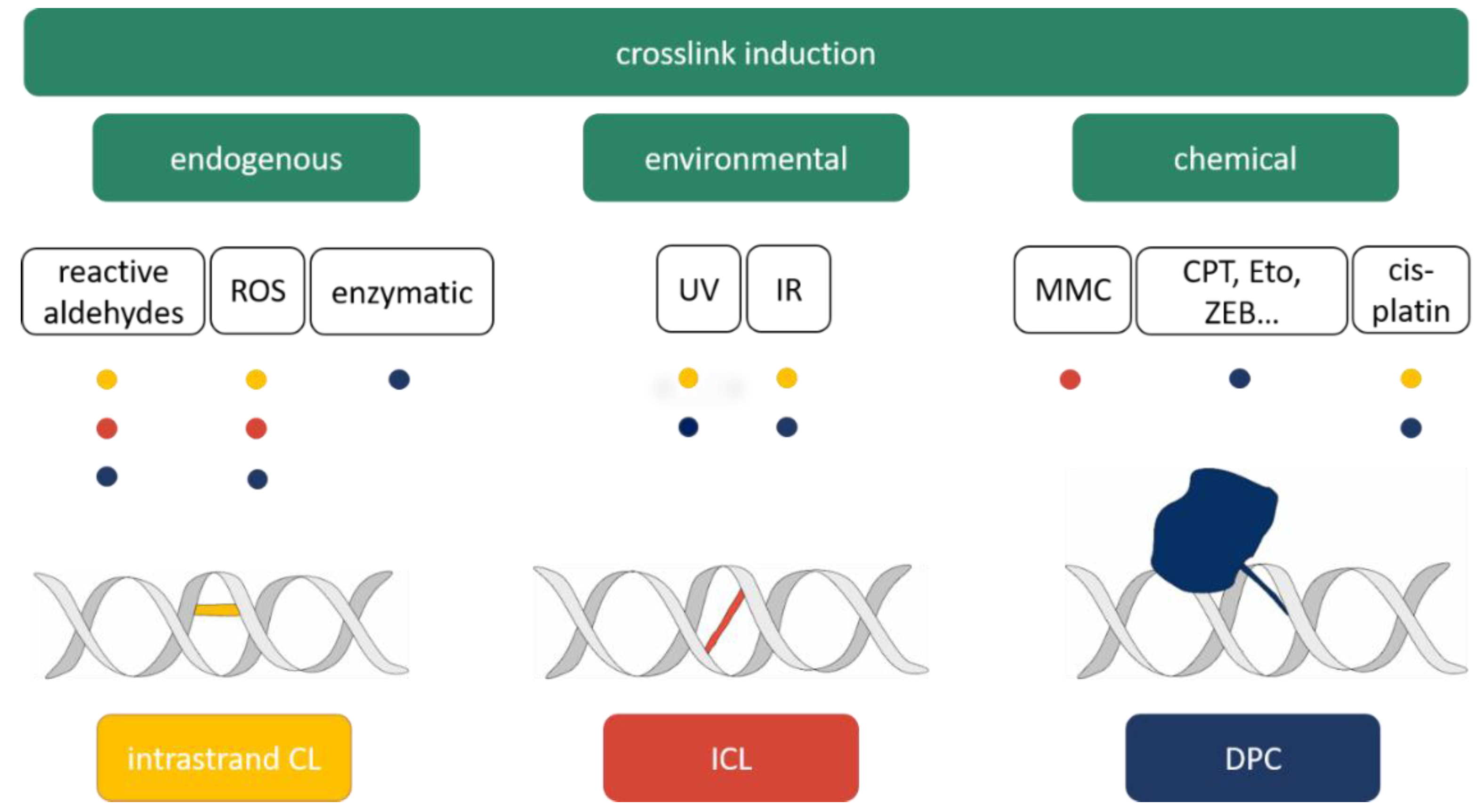 IJMS | Free Full-Text | DNA- and DNA-Protein-Crosslink Repair in Plants