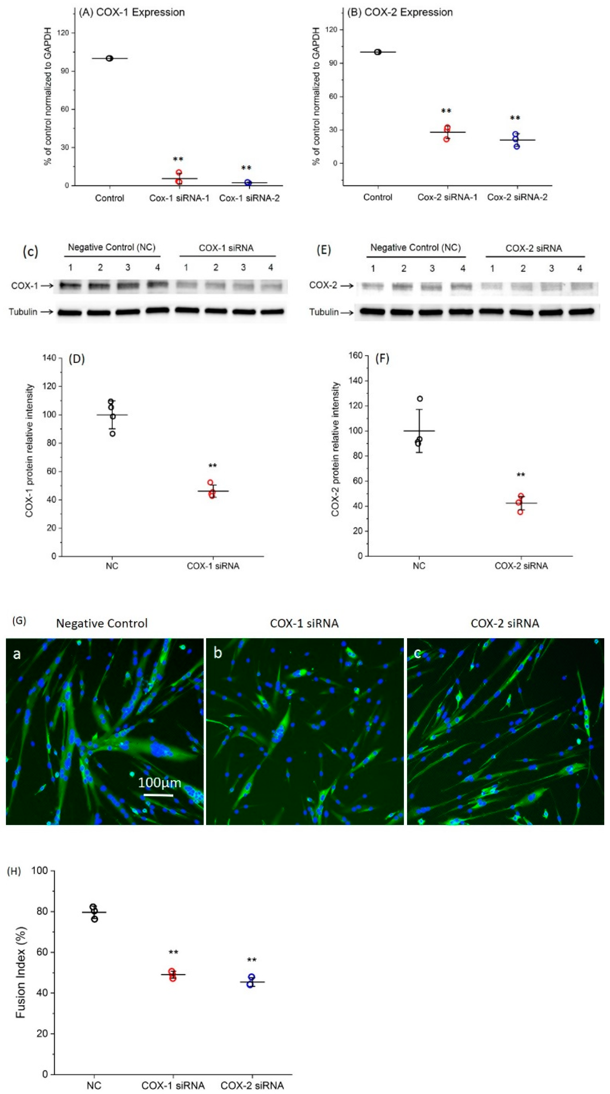 Ijms 20 04326 g001 Ijms 20 04326 g001