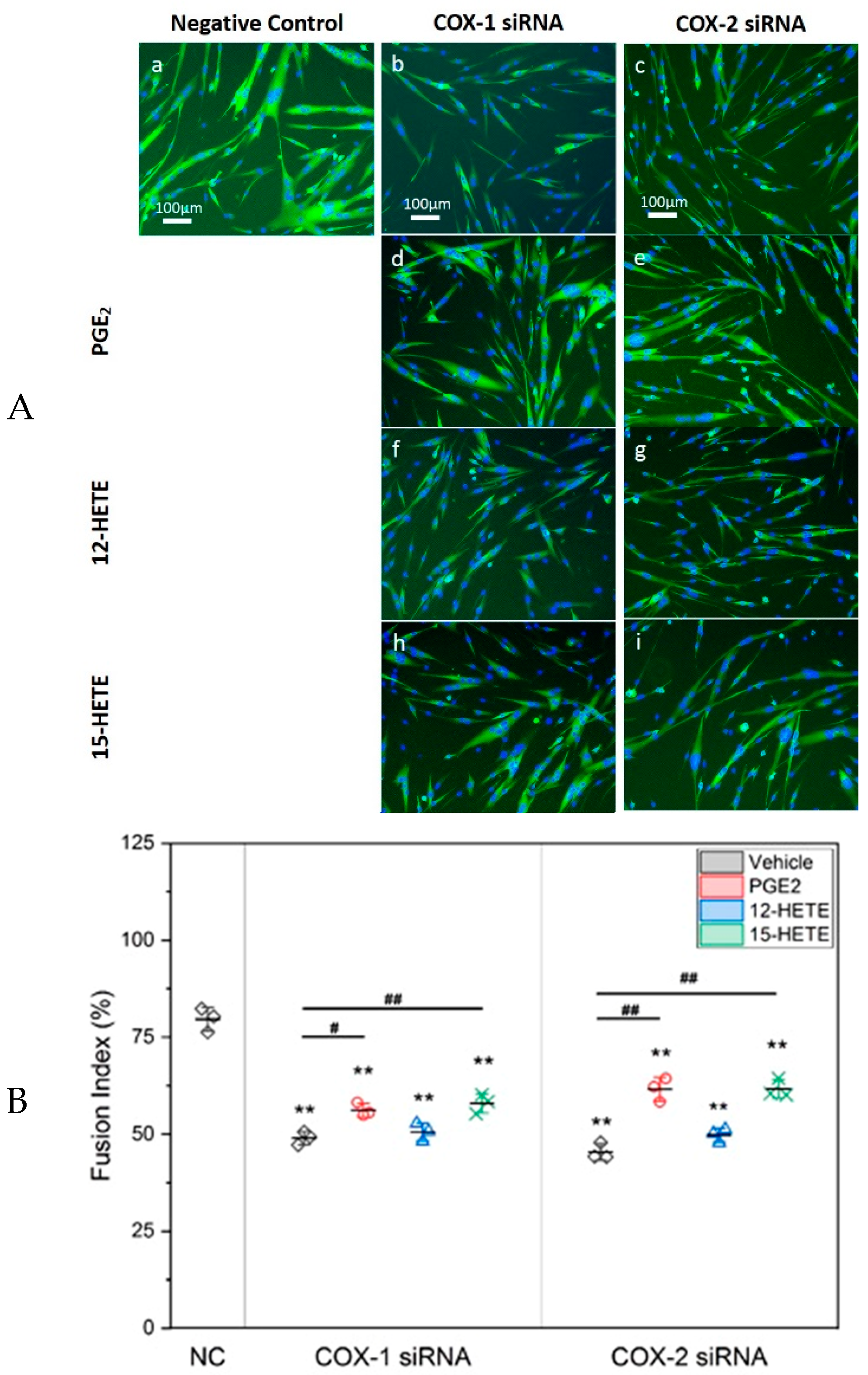 Ijms 20 04326 g004 Ijms 20 04326 g004