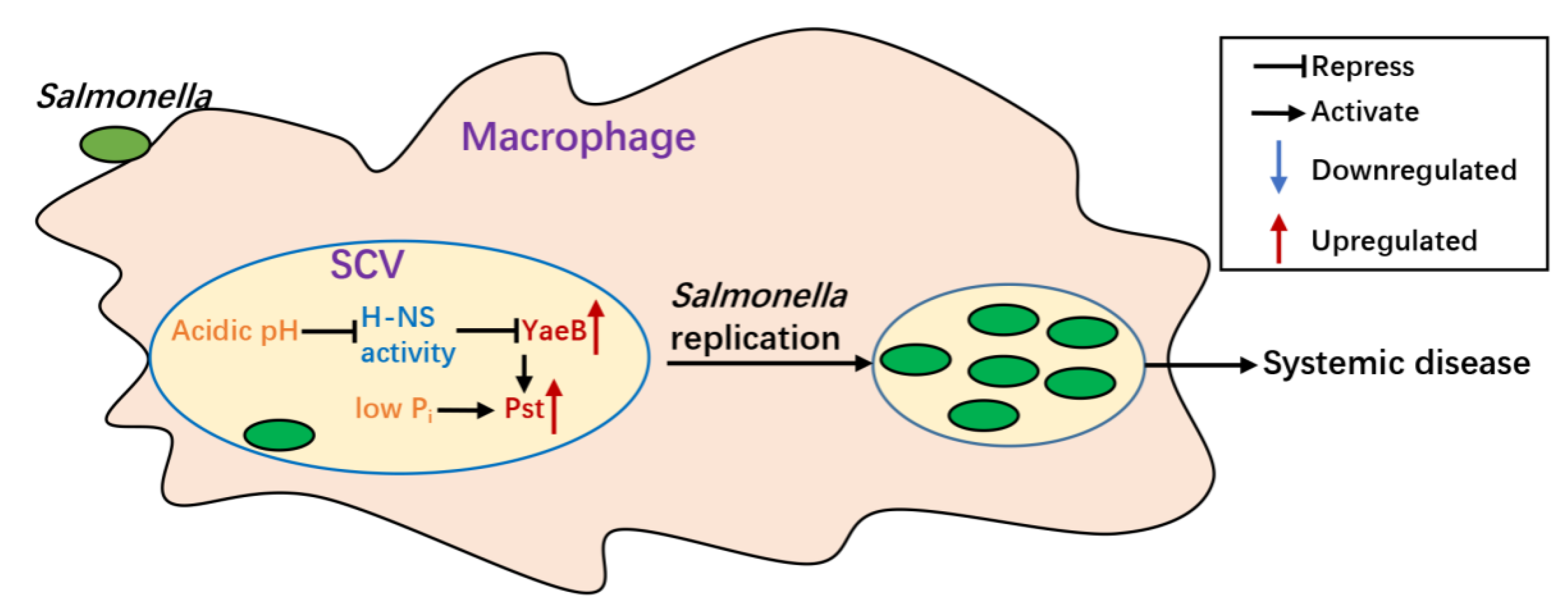 Ijms 20 04339 g006 Ijms 20 04339 g006
