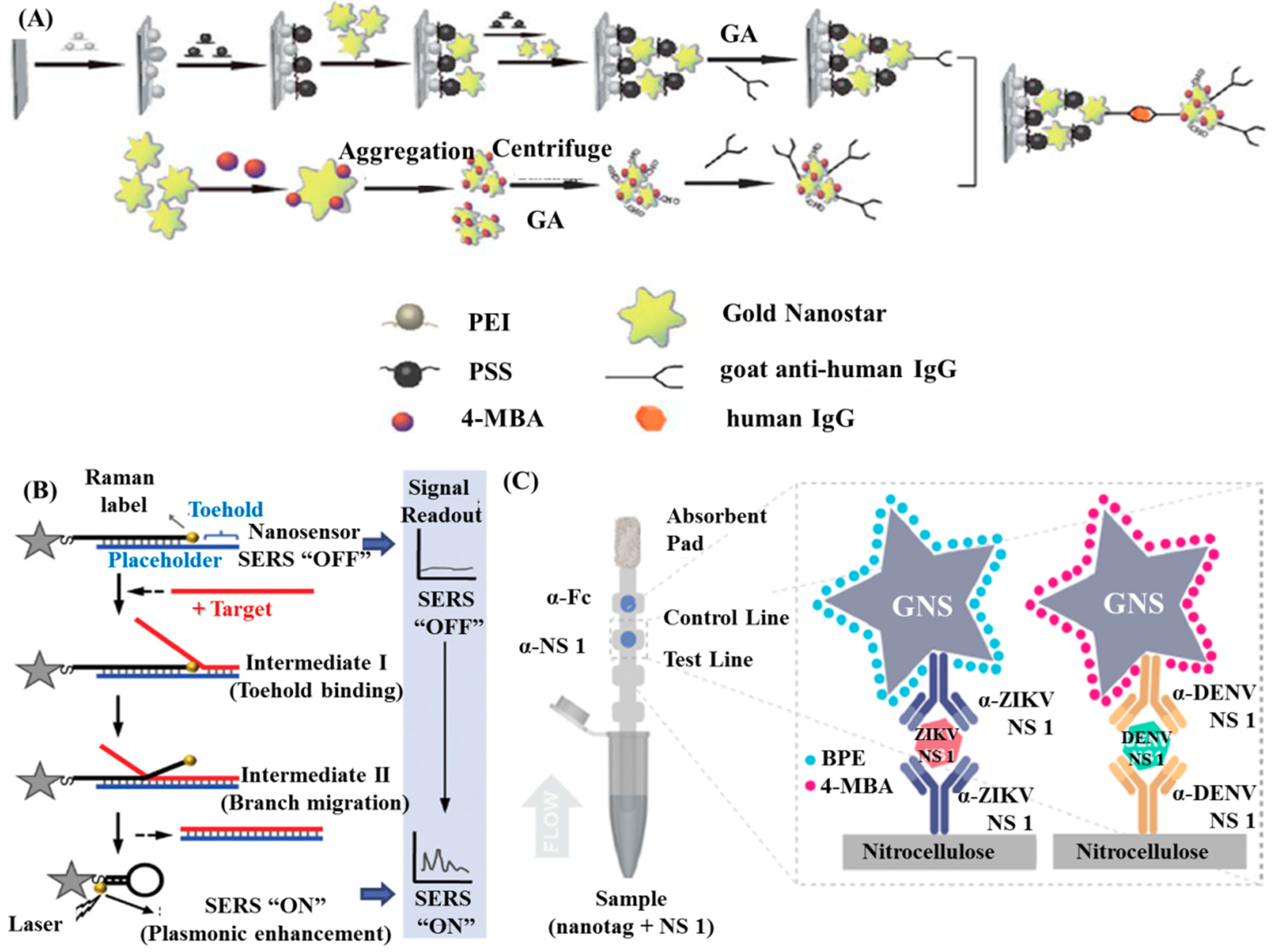 Gold Nanoparticle Based Enhanced Lateral Flow Immunoassay For Zohal