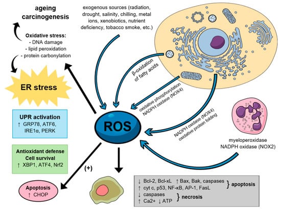 IJMS | Free Full-Text | Dual role of Endoplasmic Reticulum Stress