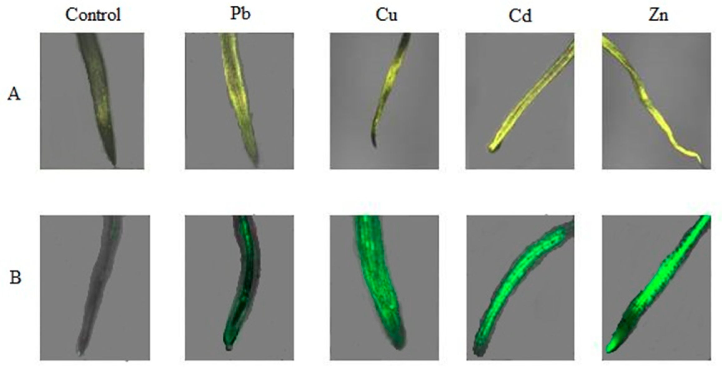Ijms 20 04355 g005 Ijms 20 04355 g005