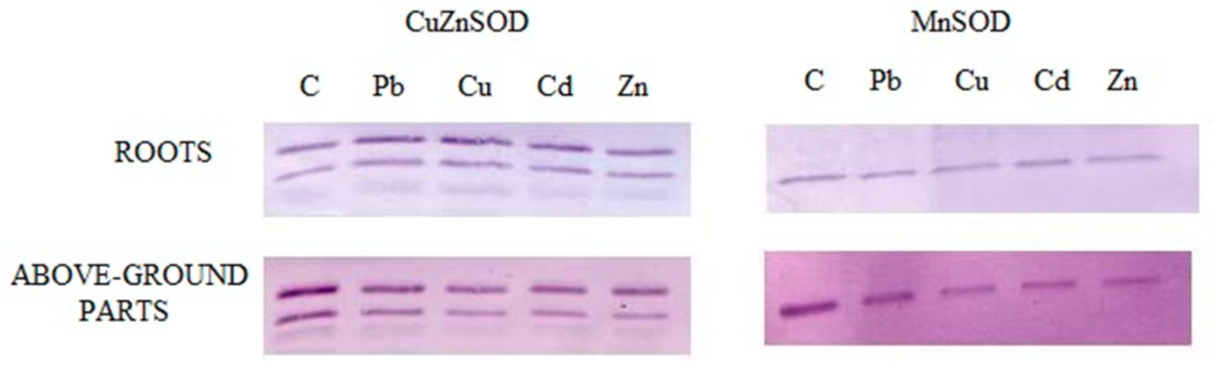 Ijms 20 04355 g007 Ijms 20 04355 g007