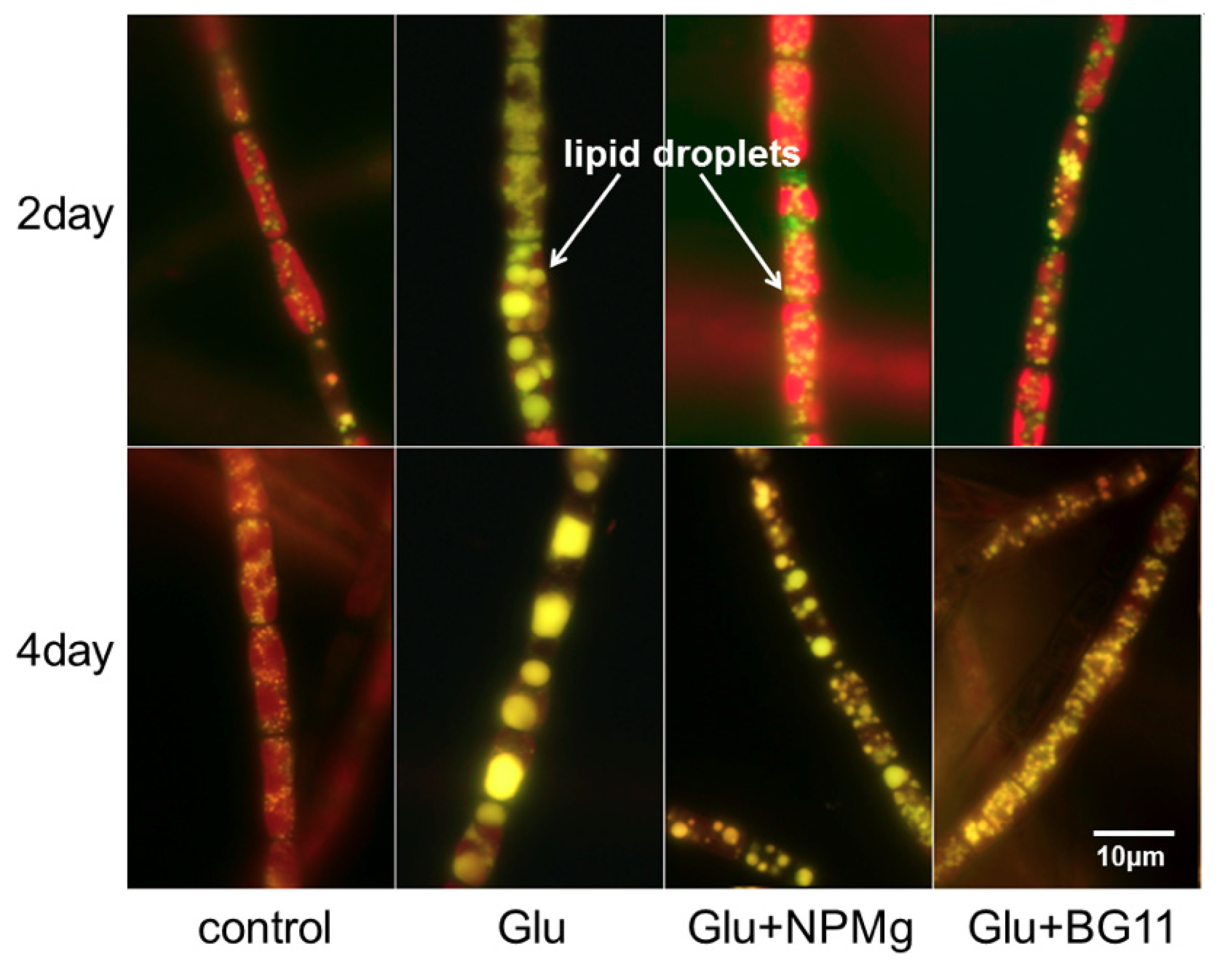 Ijms 20 04356 g003 Ijms 20 04356 g003