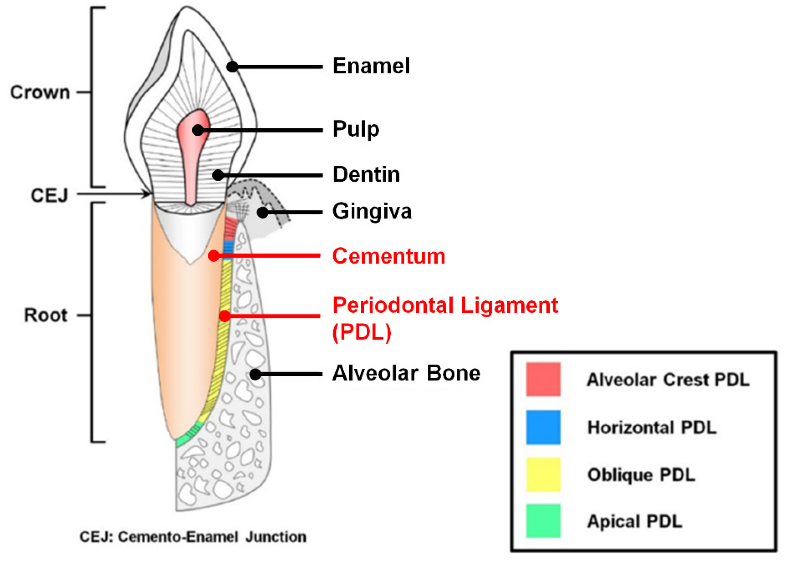 IJMS | Free Full-Text | Biomaterial-Based Approaches for Regeneration of  Periodontal Ligament and Cementum Using 3D Platforms