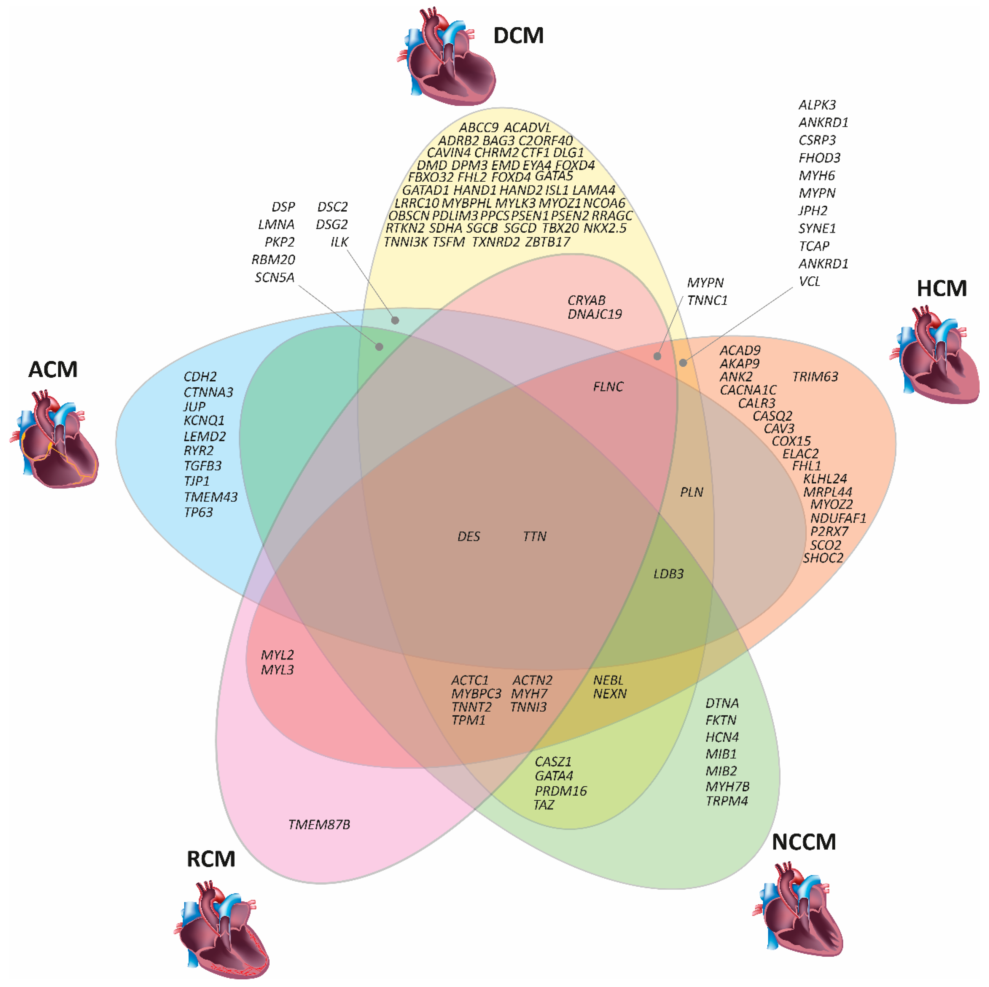 Ijms Free Full Text Human Induced Pluripotent Stem Cell Derived Cardiomyocytes As Models For Genetic Cardiomyopathies Html