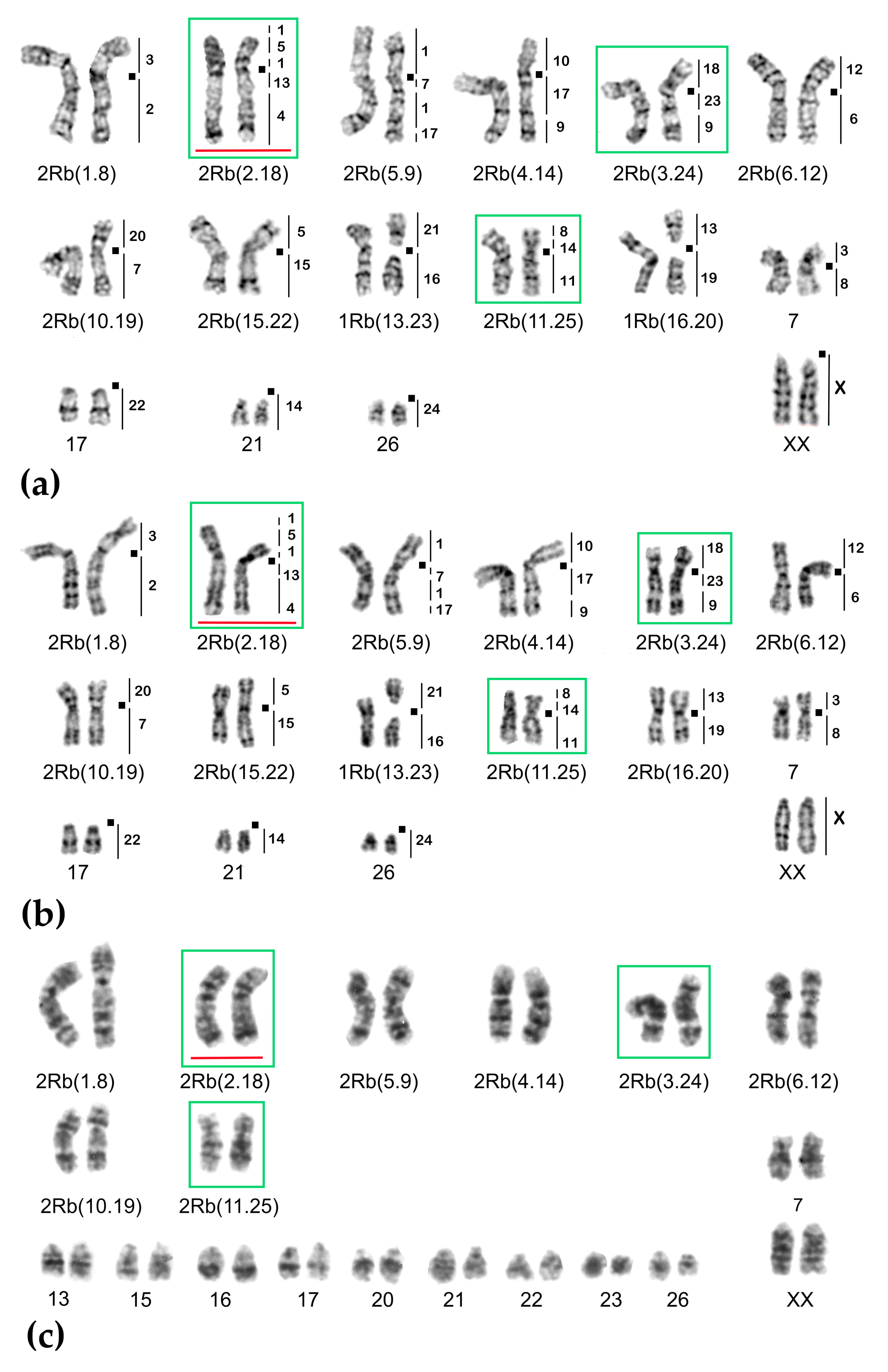 Ijms Free Full Text Chromosome Translocations As A Driver Of Diversification In Mole Voles Ellobius Rodentia Mammalia Html