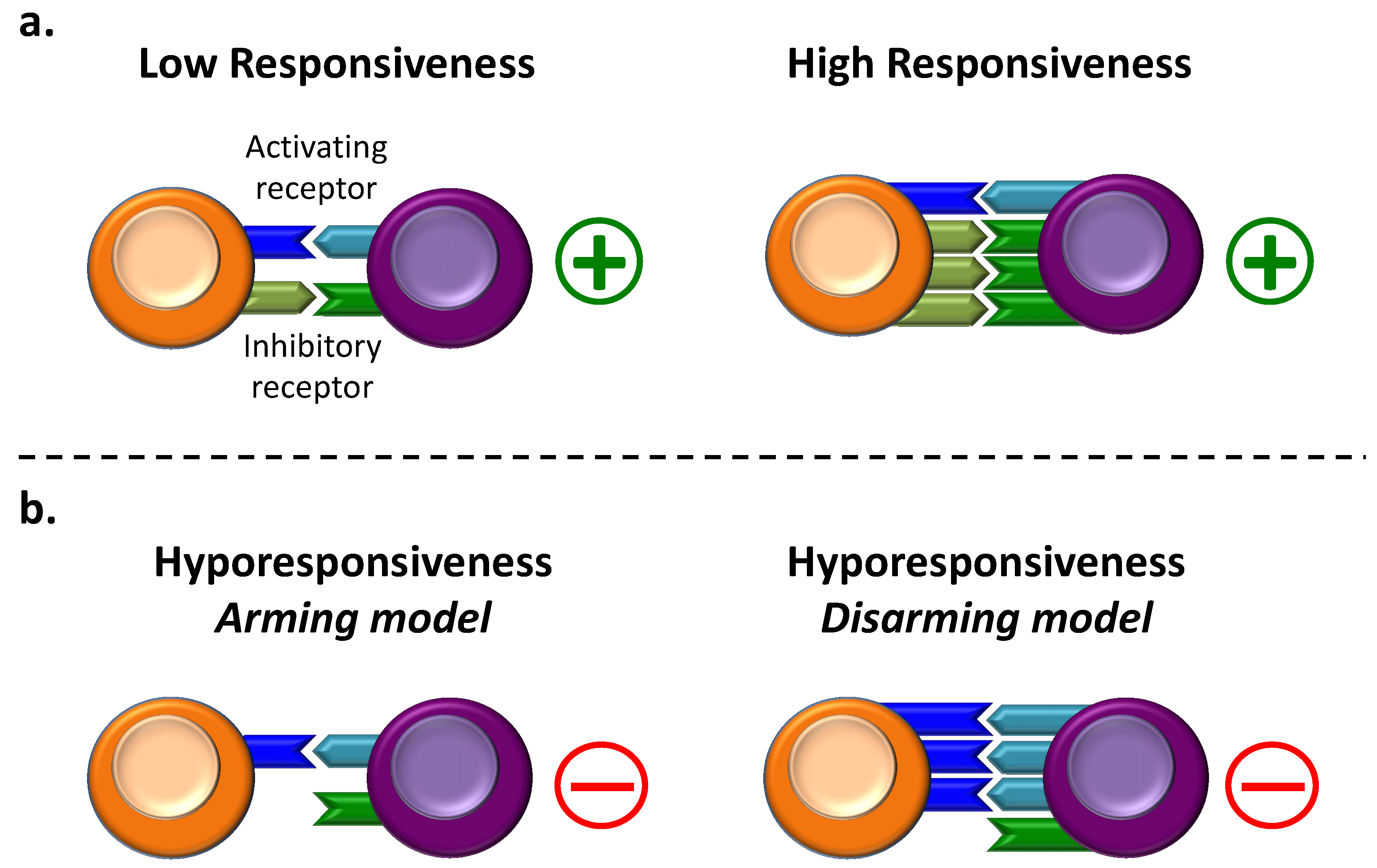IJMS | Free Full-Text | NK Cell Hyporesponsiveness: More Is Not Always  Better