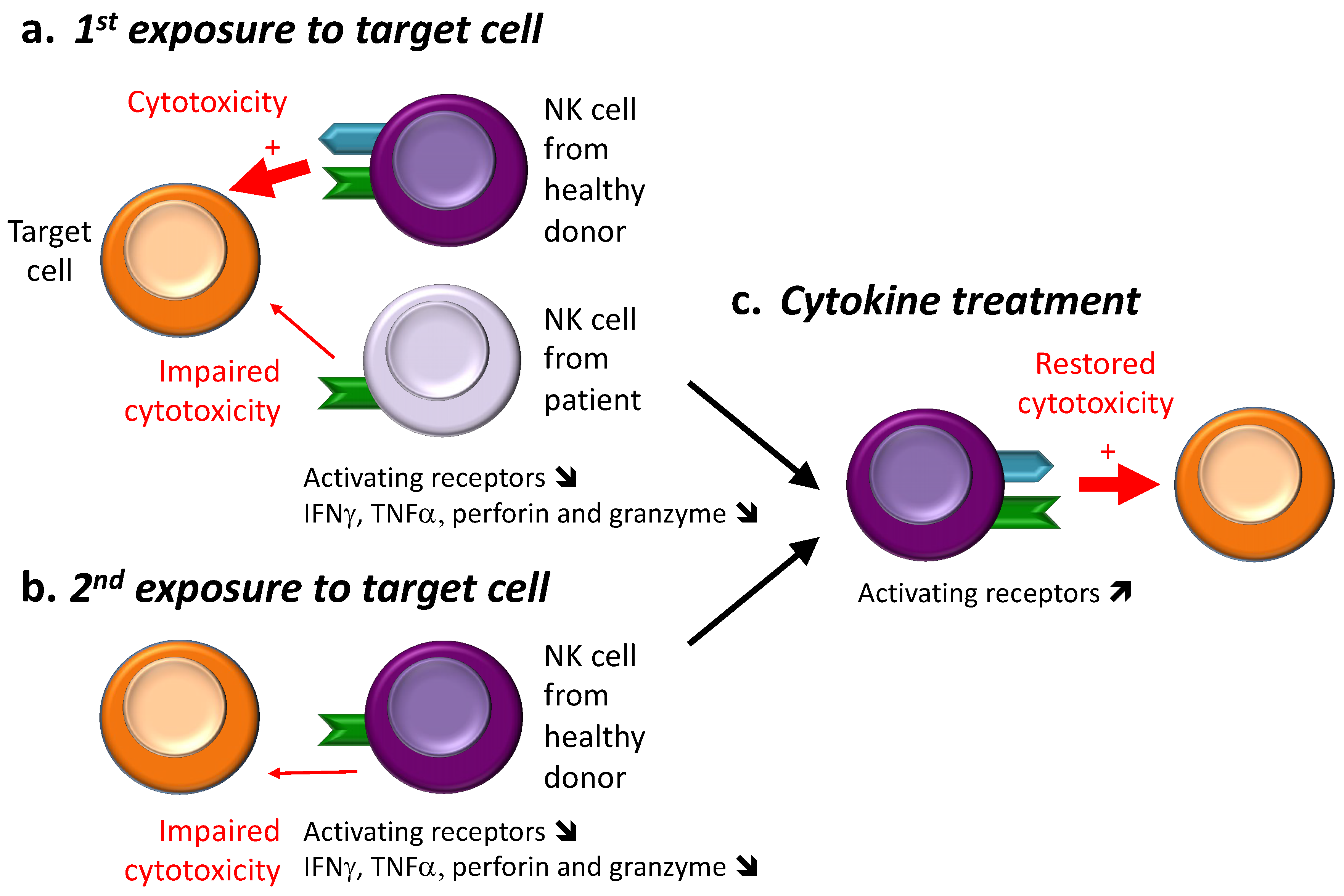 Ijms Free Full Text Nk Cell Hyporesponsiveness More Is Not Always Better Html