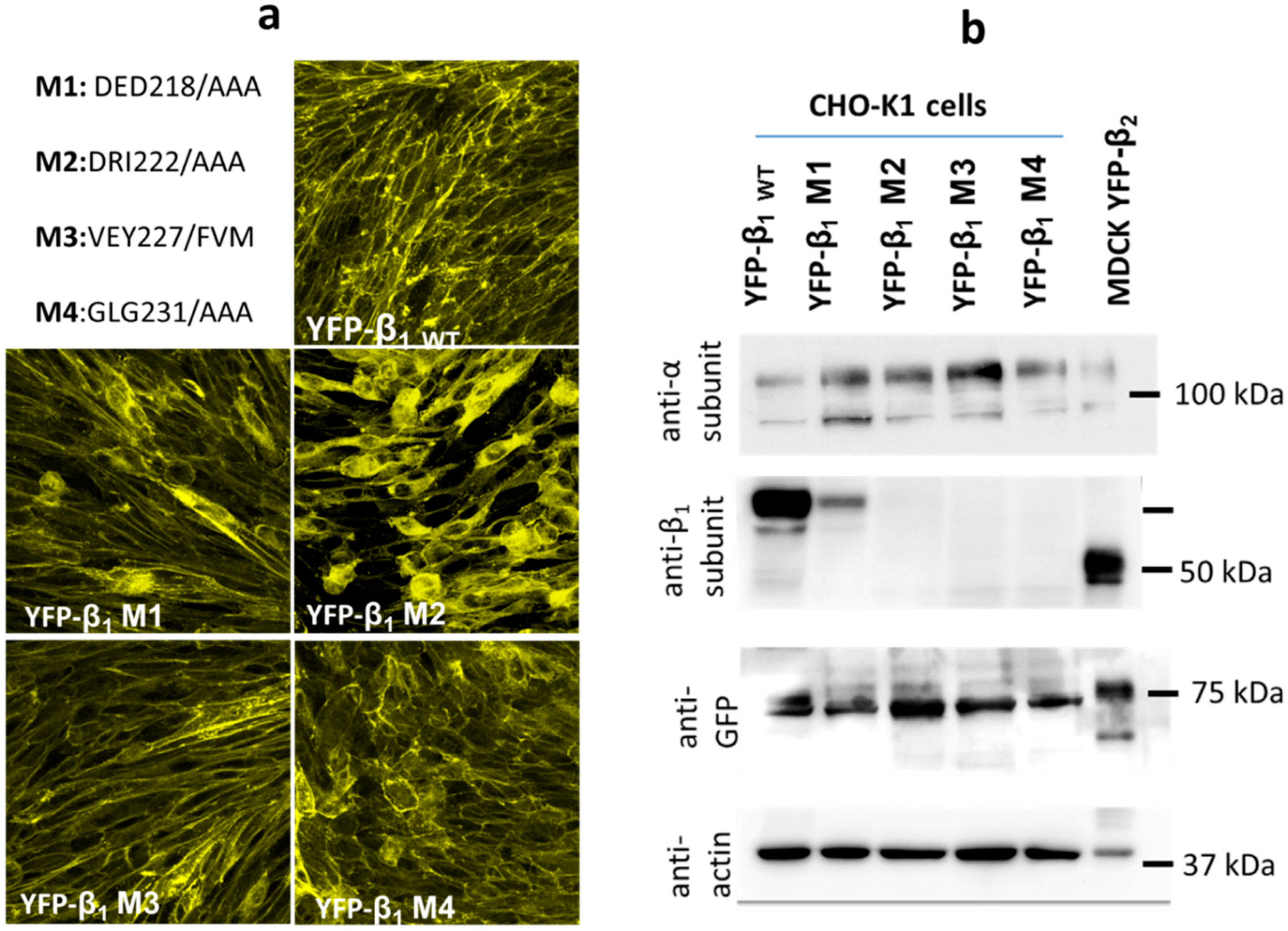 Ijms 20 04538 g004 Ijms 20 04538 g004