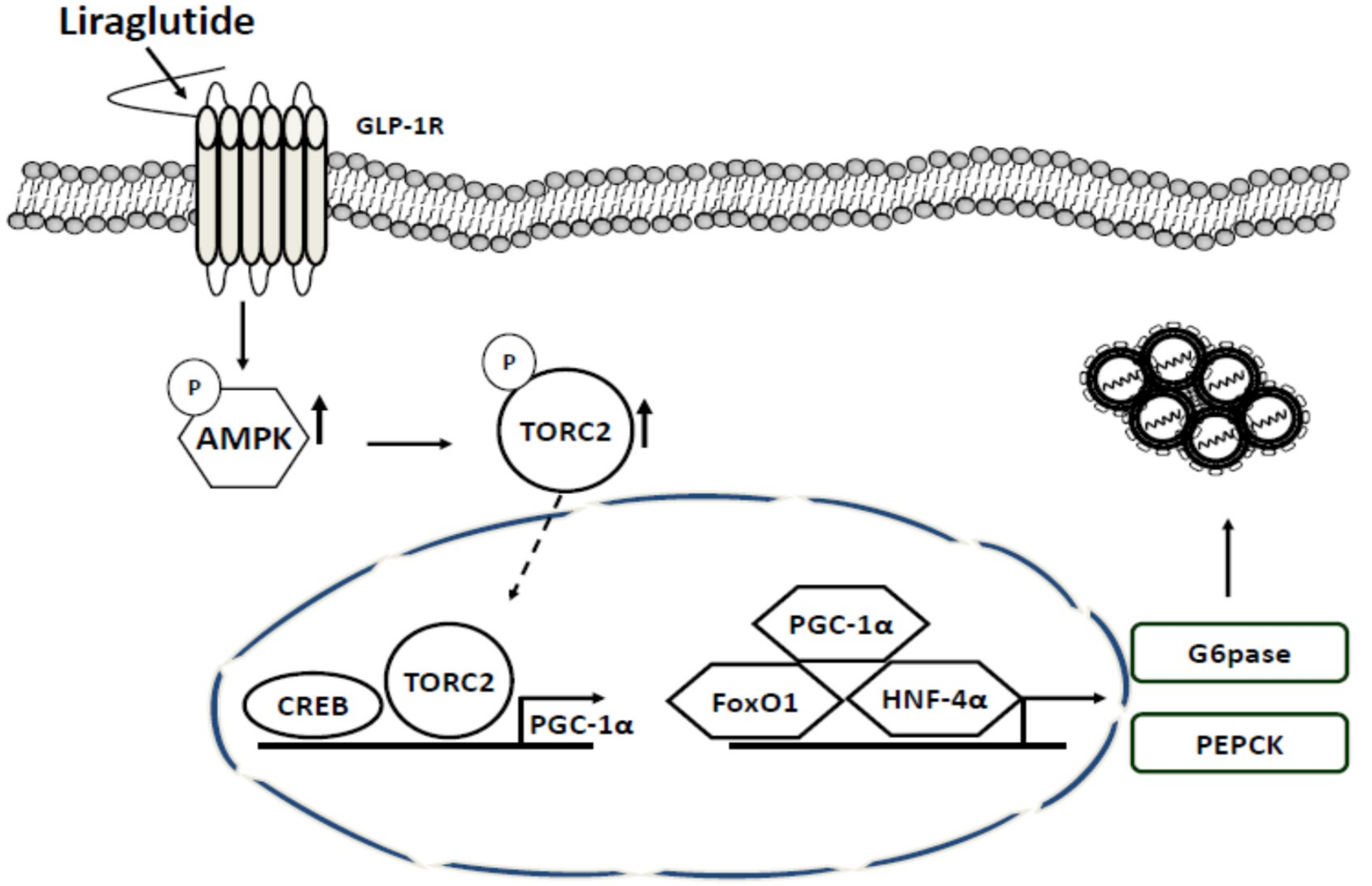 Liraglutide actuated GLP-1 response to enhance AMPK phosphorylation which p...