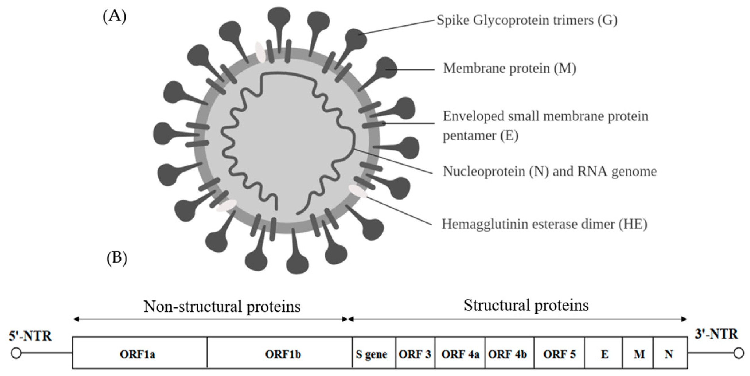 Ijms Free Full Text Impact Of Rna Virus Evolution On Quasispecies Formation And Virulence Html