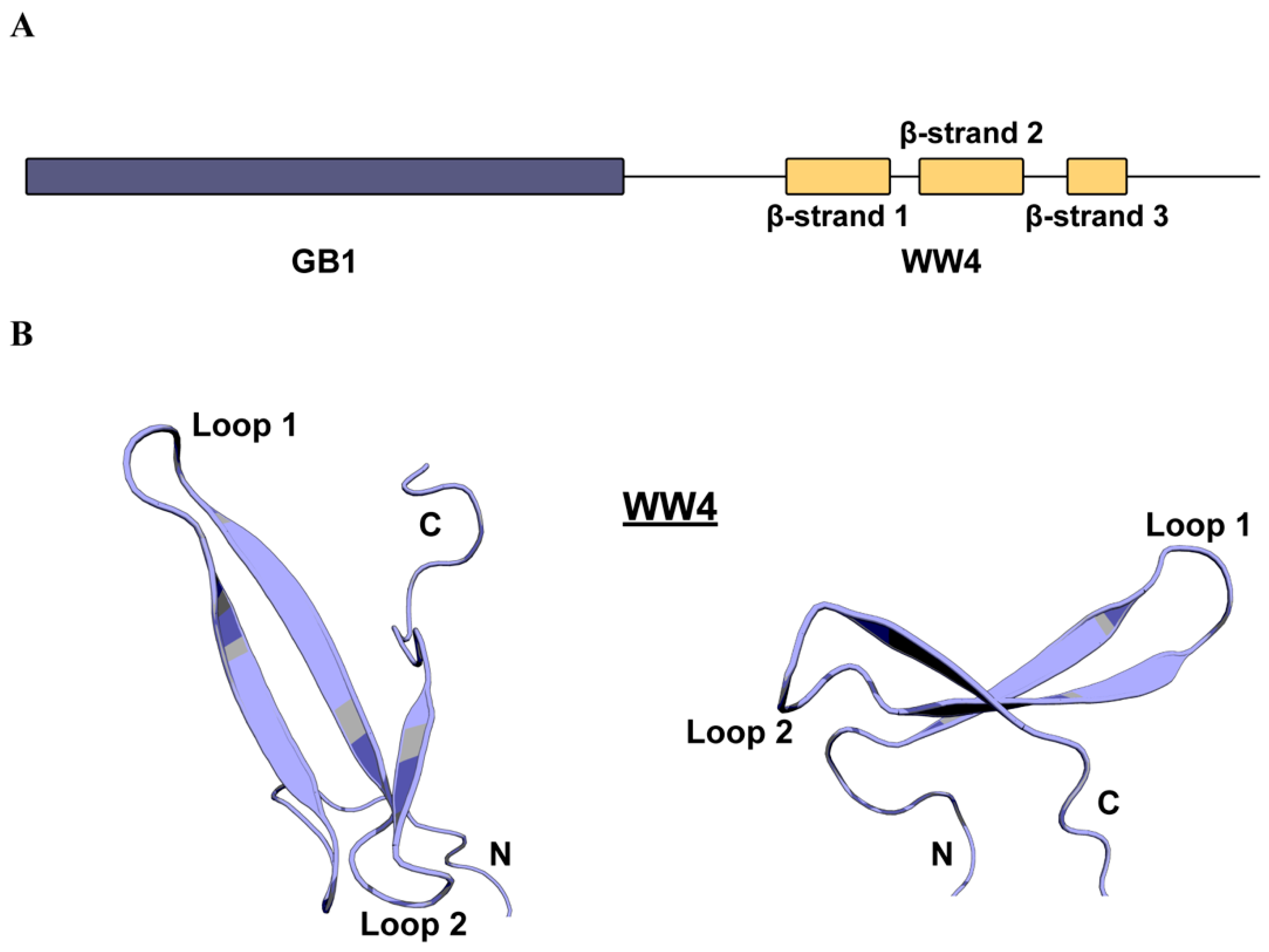 Ijms Free Full Text Smad7 Binds Differently To Individual And Tandem Ww3 And Ww4 Domains Of Wwp2 Ubiquitin Ligase Isoforms Html