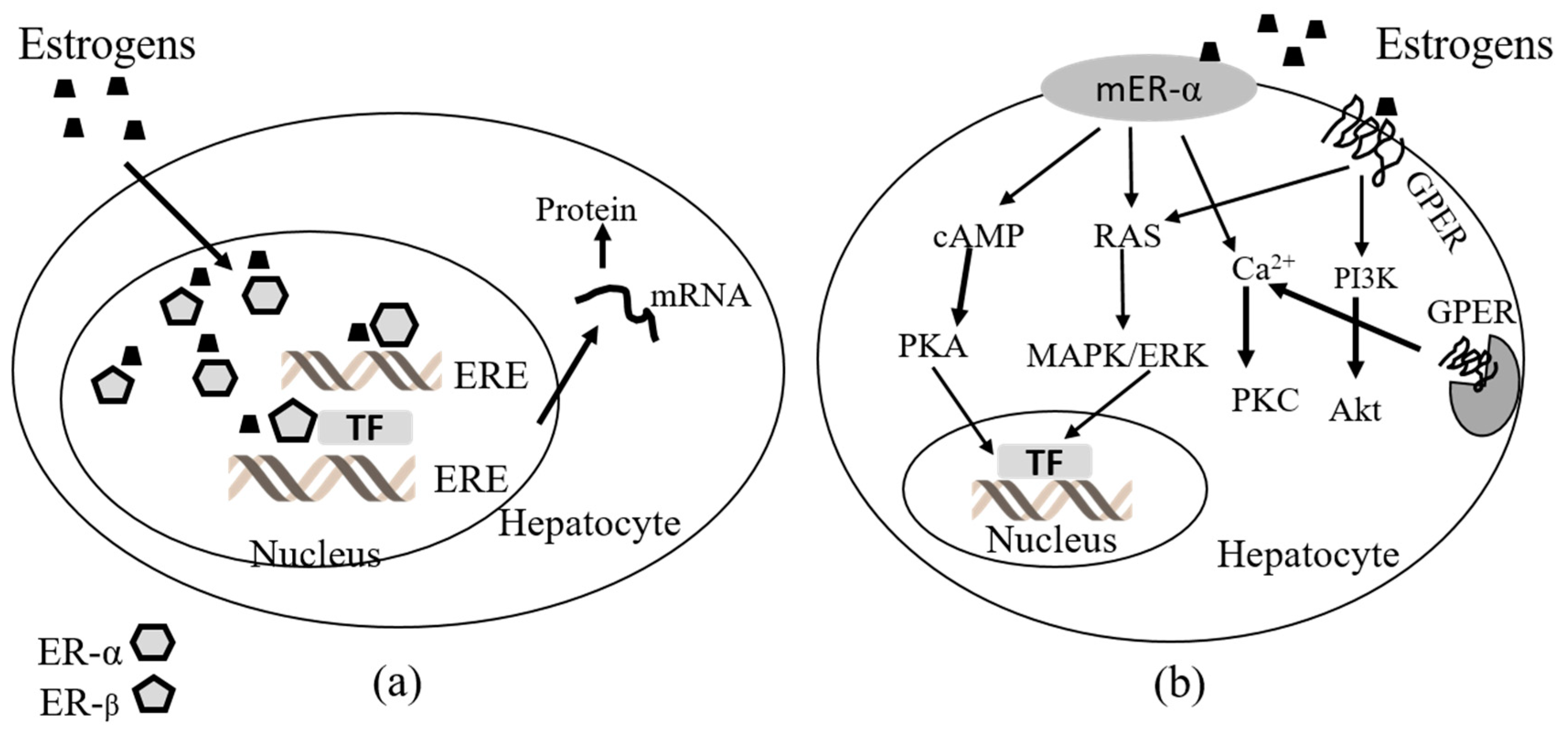 Ijms Free Full Text Beneficial And Deleterious Effects Of Female 7394